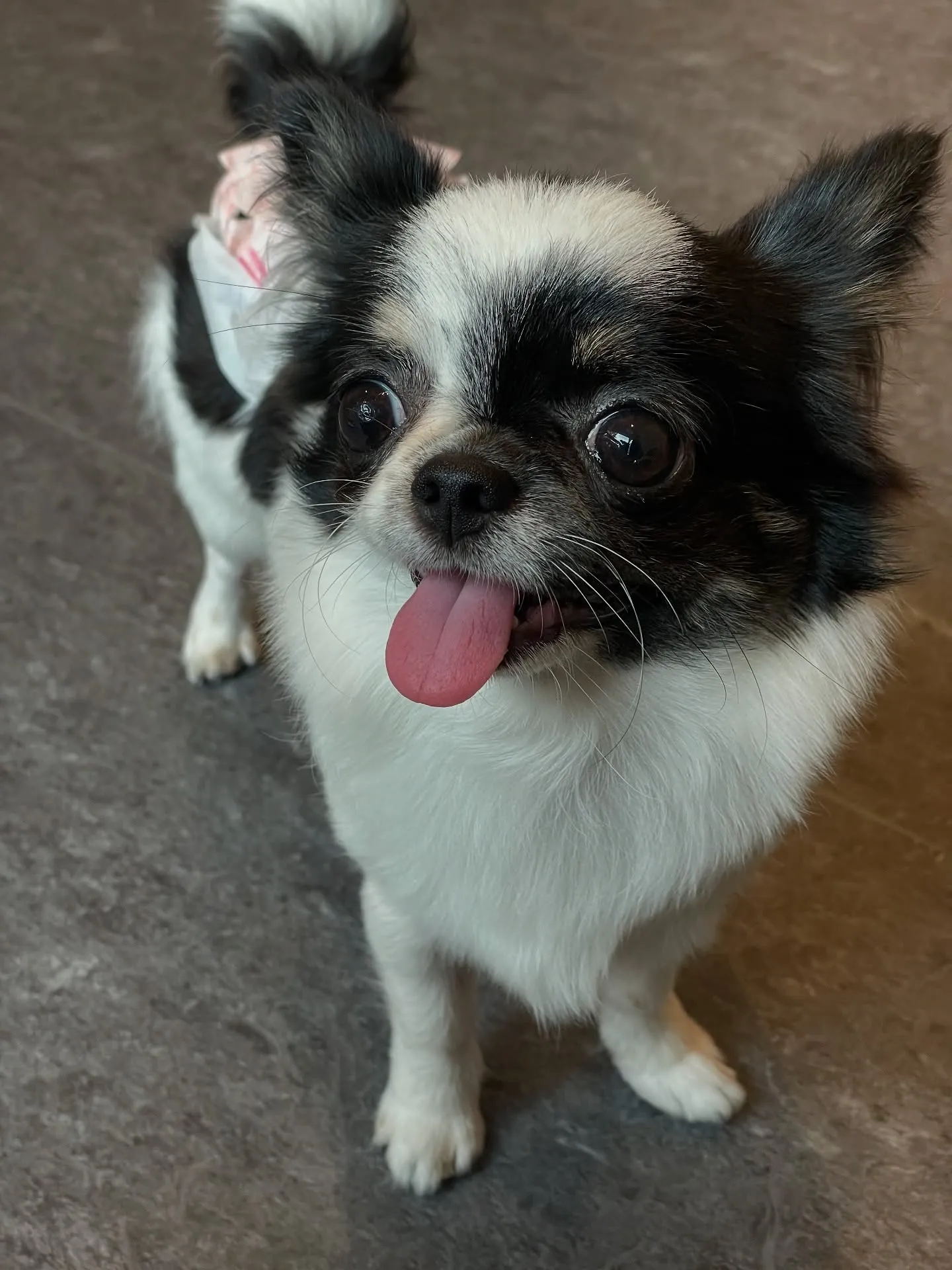 🐕✨贅沢なひとときを愛犬と共に過ごしませんか？小型・中型犬専...