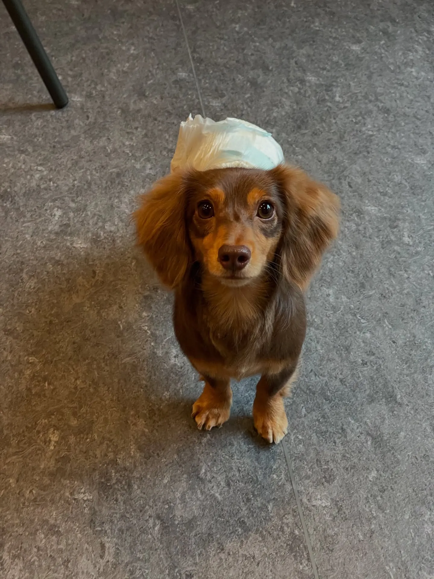 🐕✨贅沢なひとときを愛犬と共に過ごしませんか？小型・中型犬専...