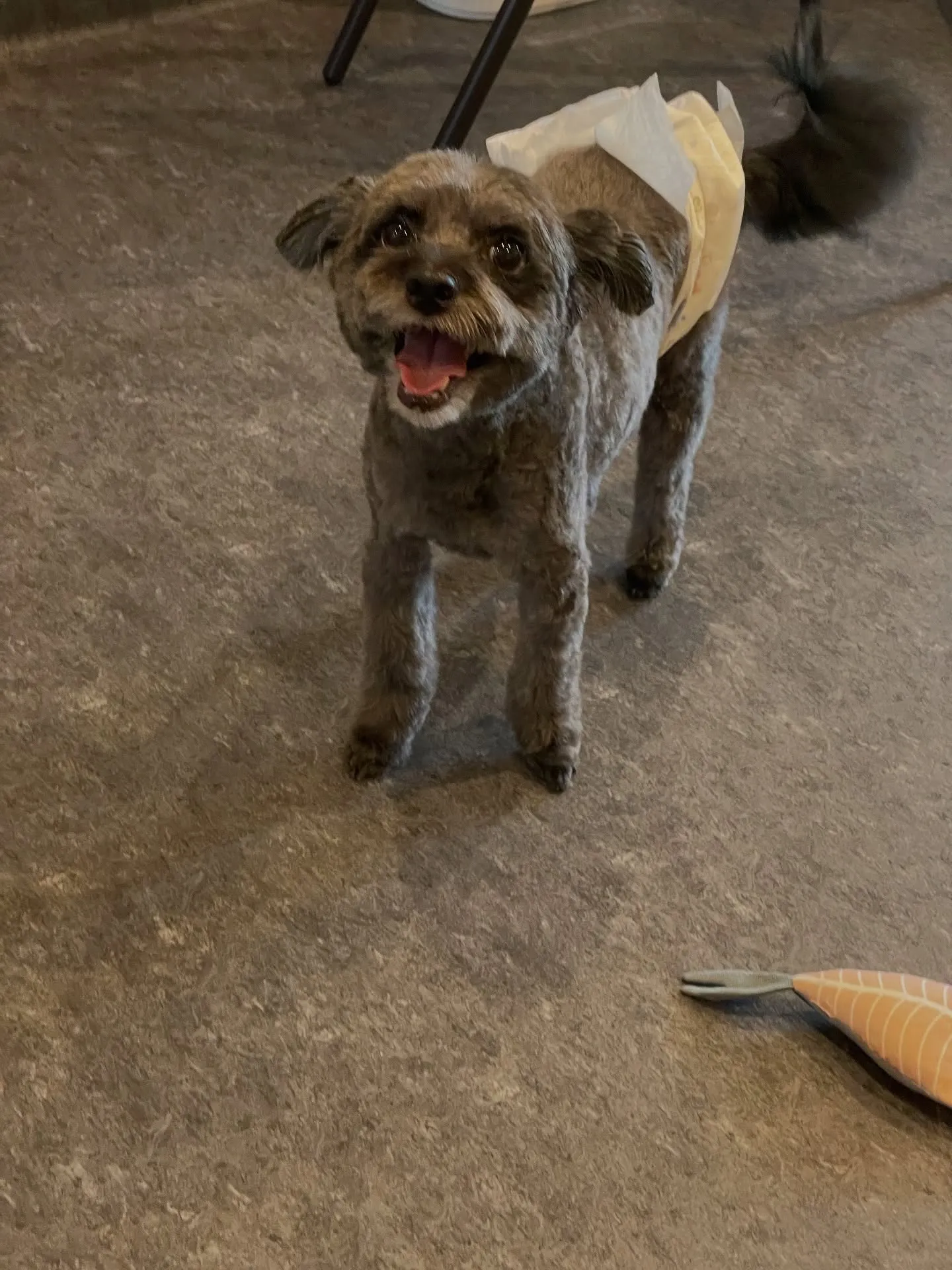 🌟愛犬のためのラグジュアリー体験を！🐶✨ 小型・中型犬専門の...