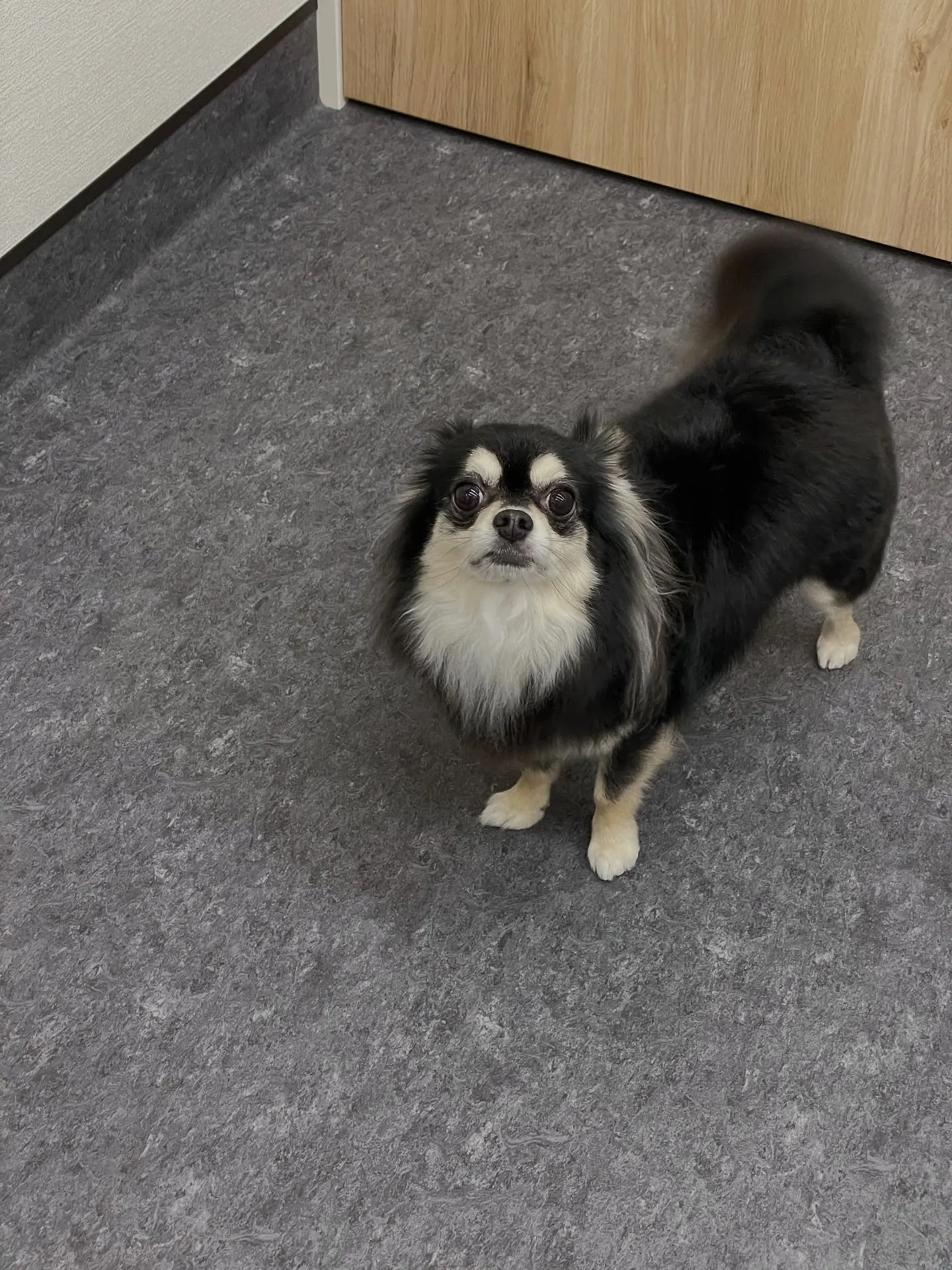 こんにちは、皆様🐶✨ ラグジュアリーなひと時を過ごせる特別な...