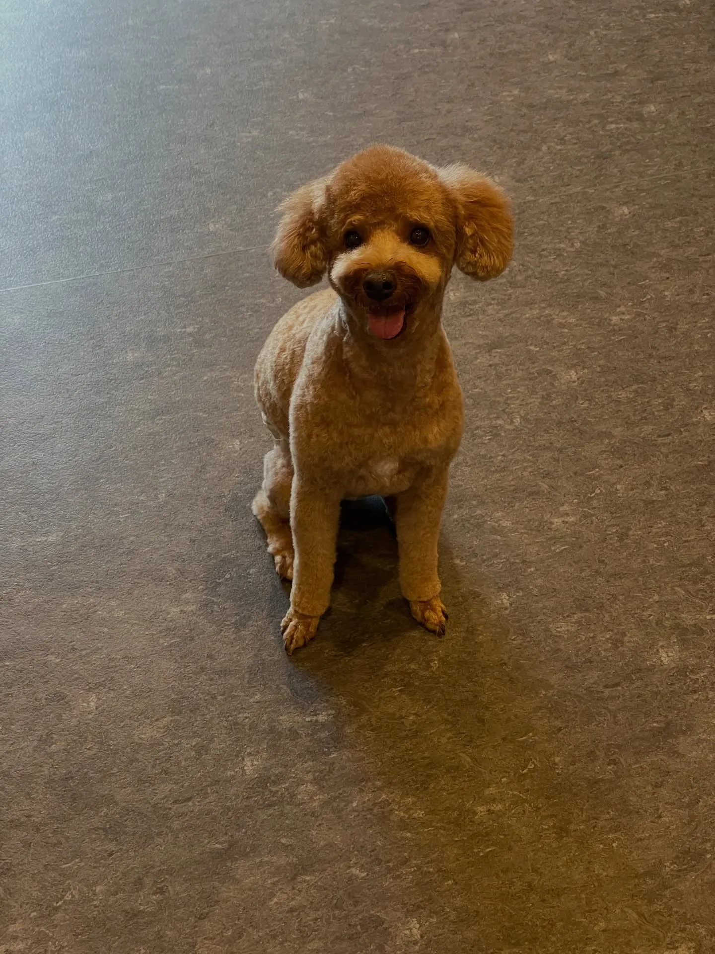 🐶✨ようこそ、トリミング専門店Udogへ！🐾 私たちは、基礎...