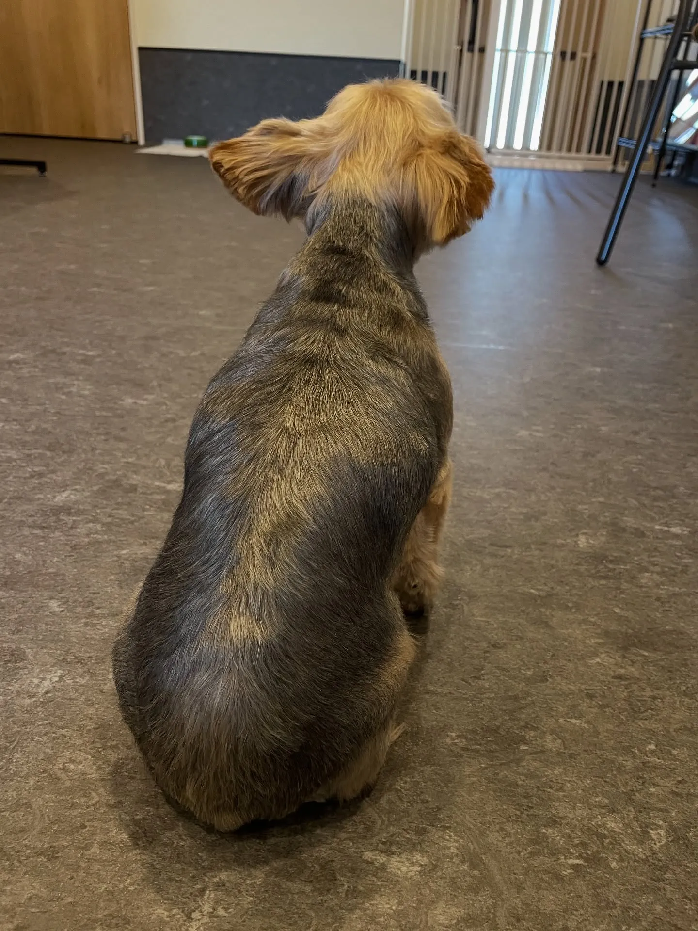 🐶✨ようこそ、トリミング専門店Udogへ！🐾 私たちは、基礎...