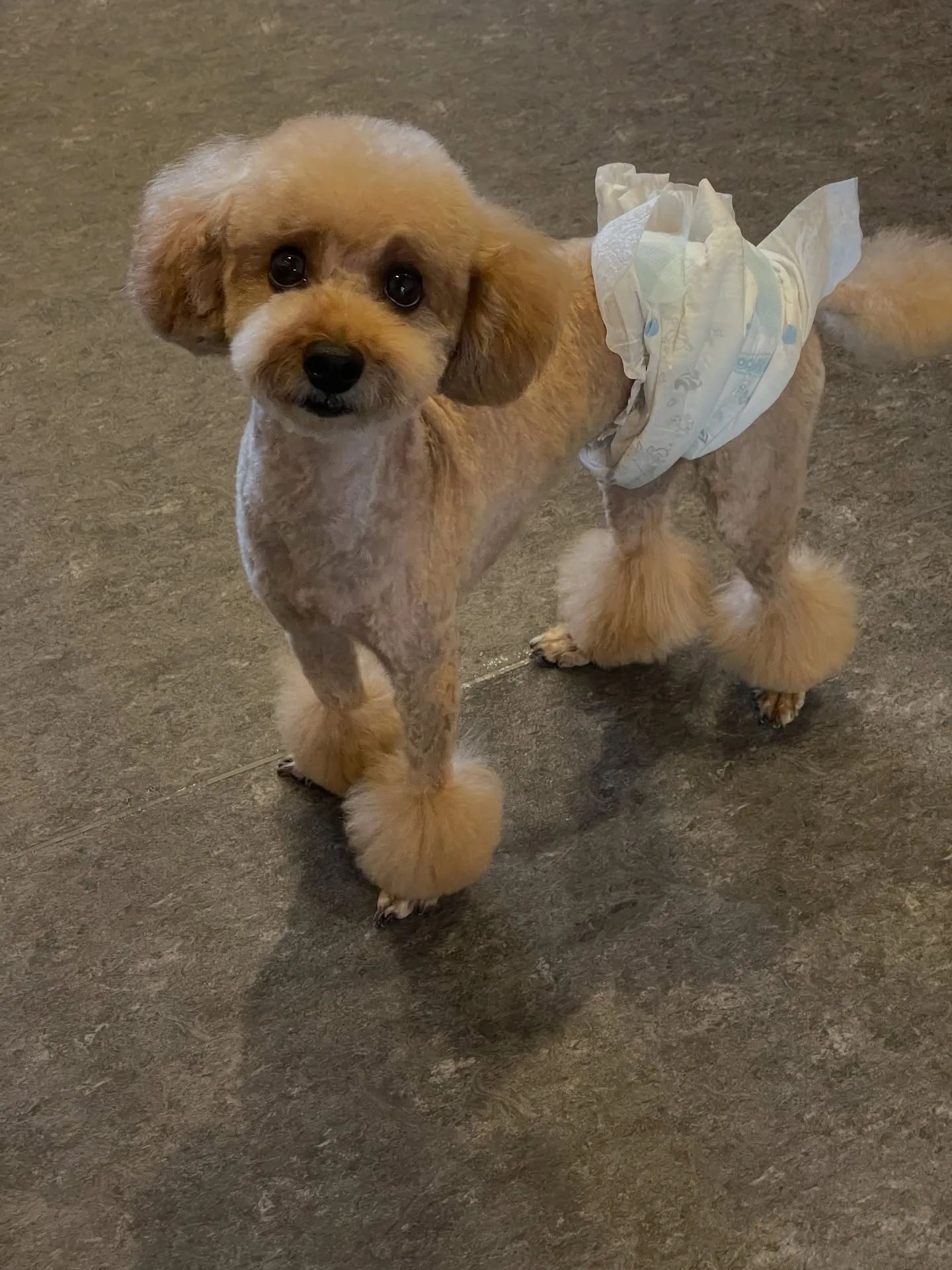 🐾✨ワンちゃん達の楽園、Udogへようこそ！✨🐾 広々とした...