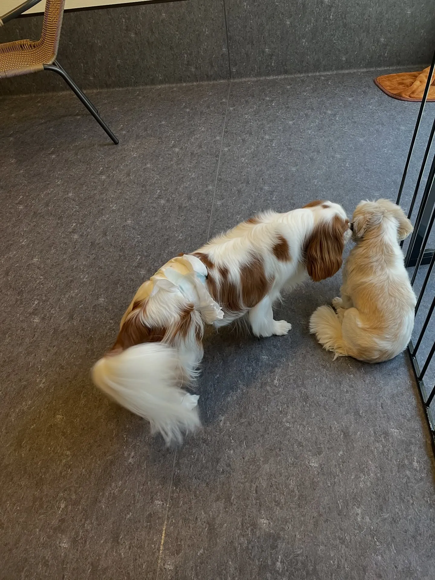 🐾🌟新しいトリミングサロン「Udog」へようこそ！当店では、...