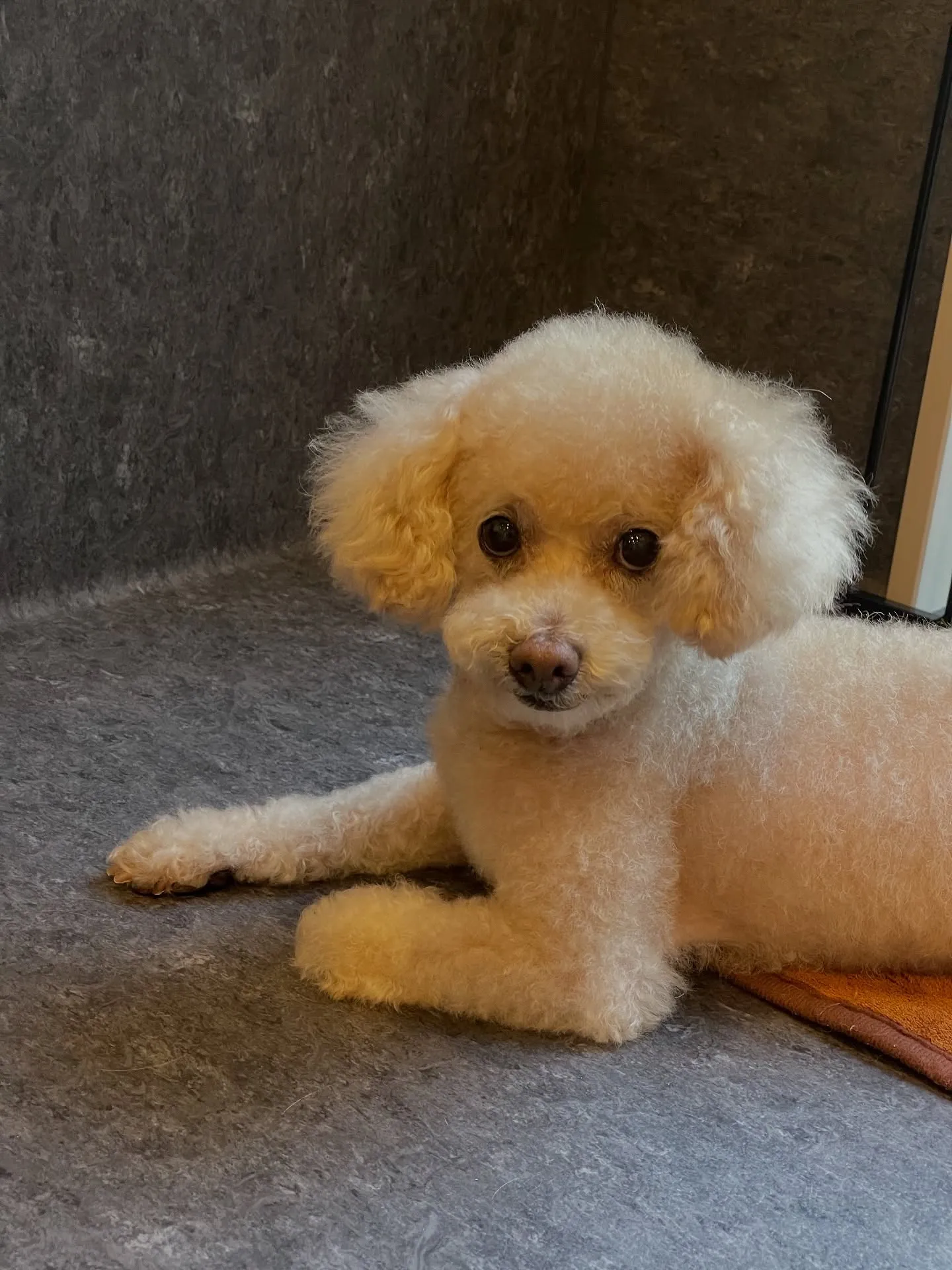 🐾🌟新しいトリミングサロン「Udog」へようこそ！当店では、...