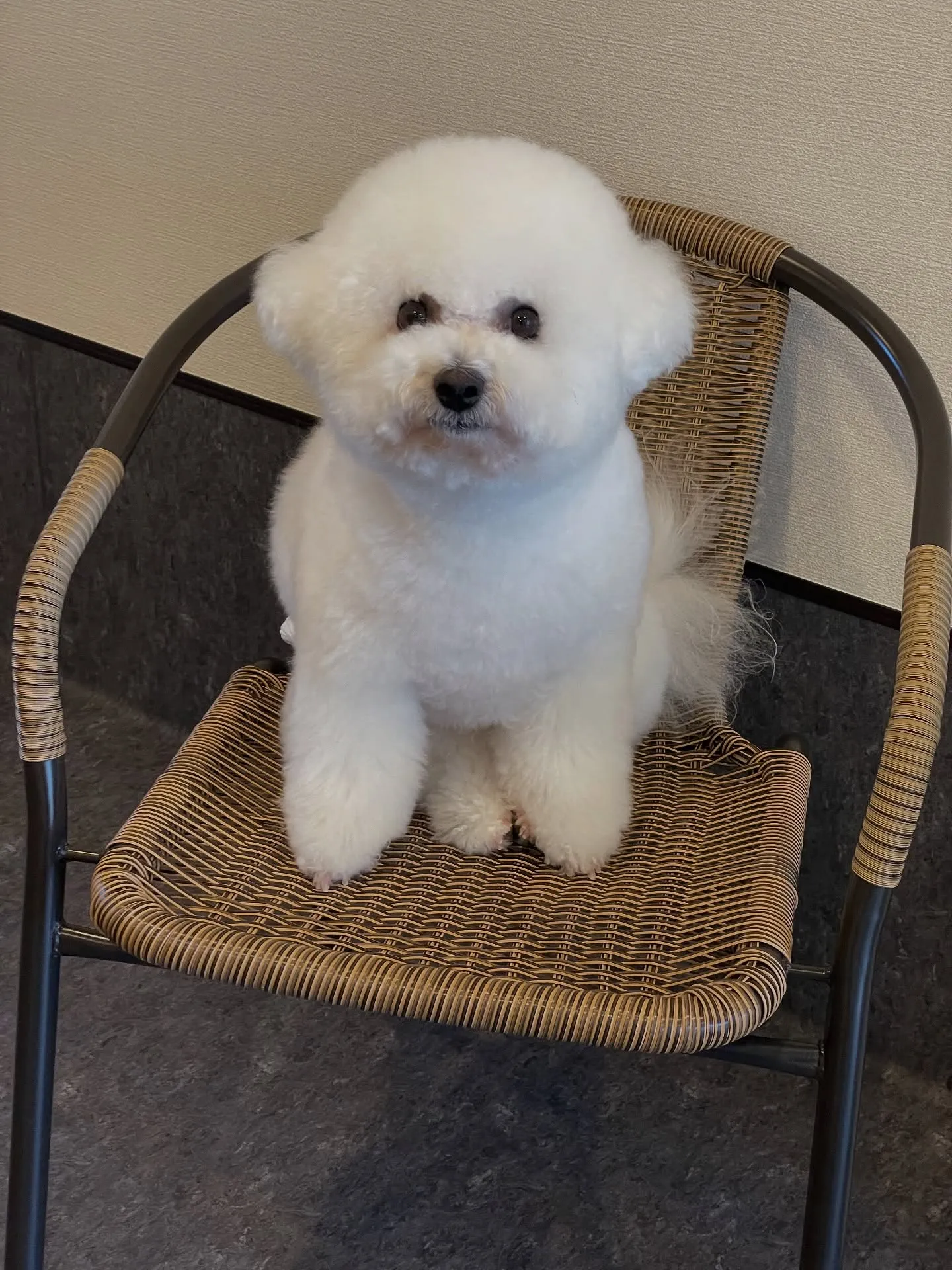 ✨🐾 高級感溢れるトリミング体験ができるUdogへようこそ！...