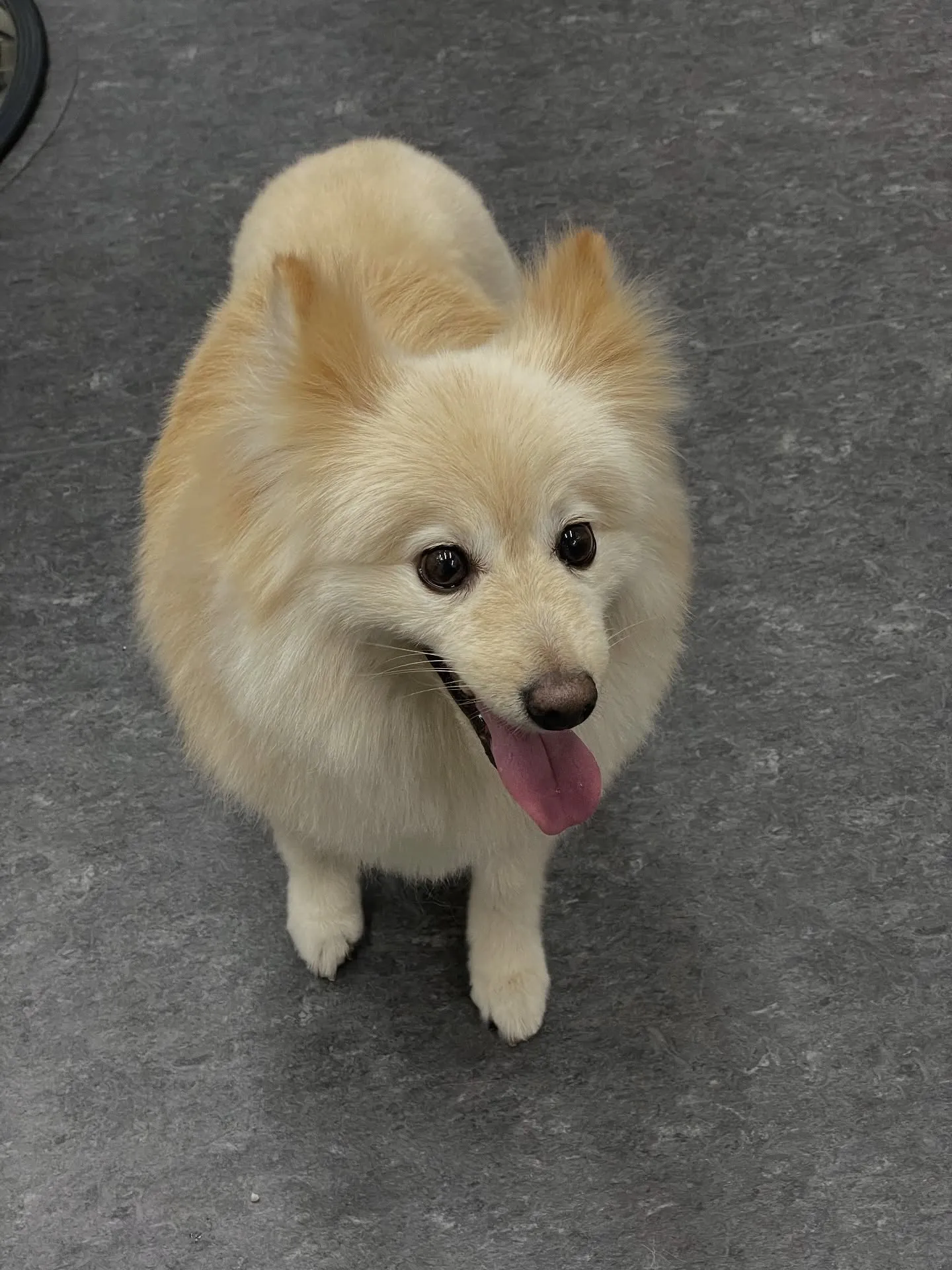 ✨🐾 高級感溢れるトリミング体験ができるUdogへようこそ！...