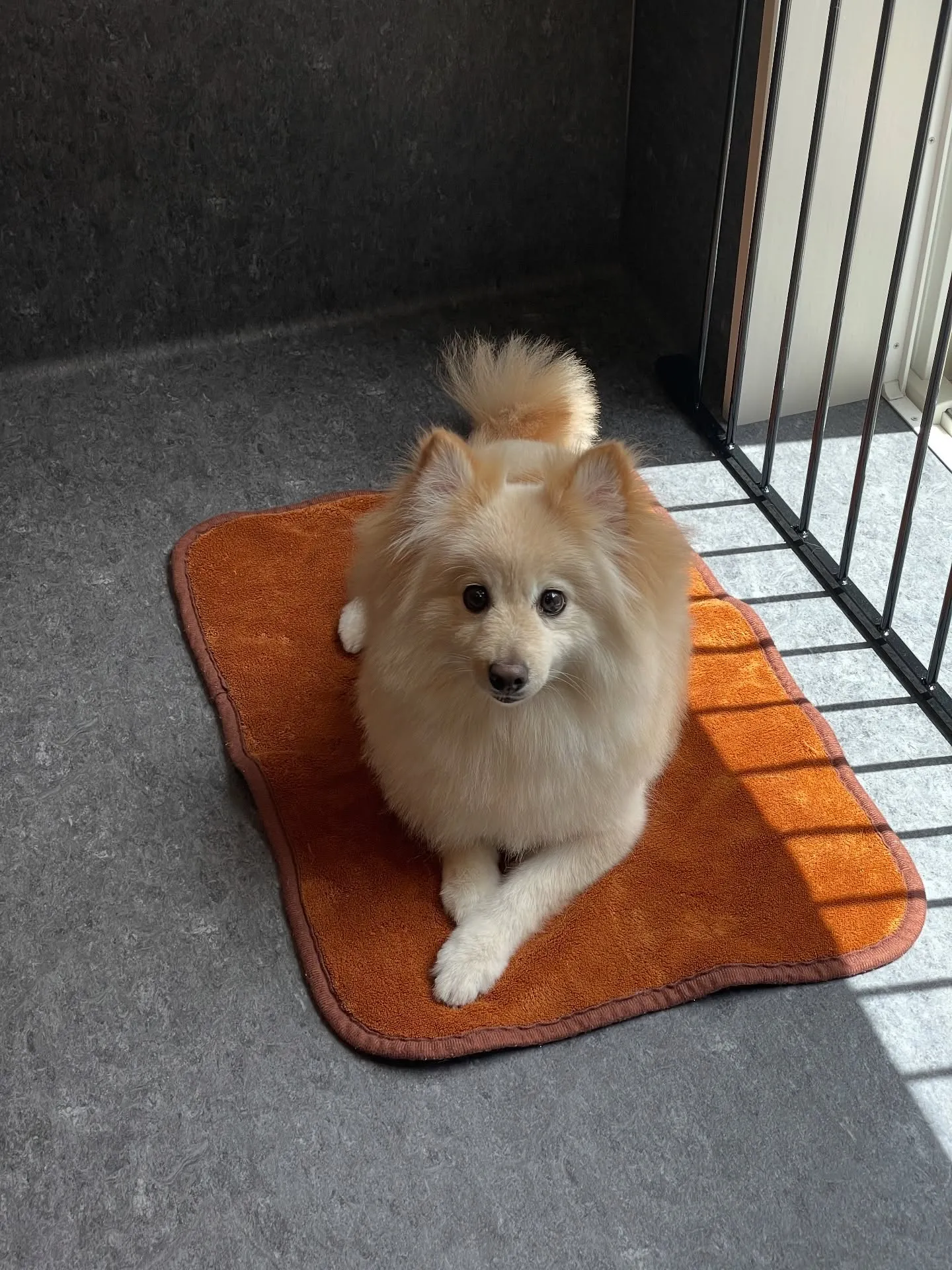 ✨🐾 高級感溢れるトリミング体験ができるUdogへようこそ！...