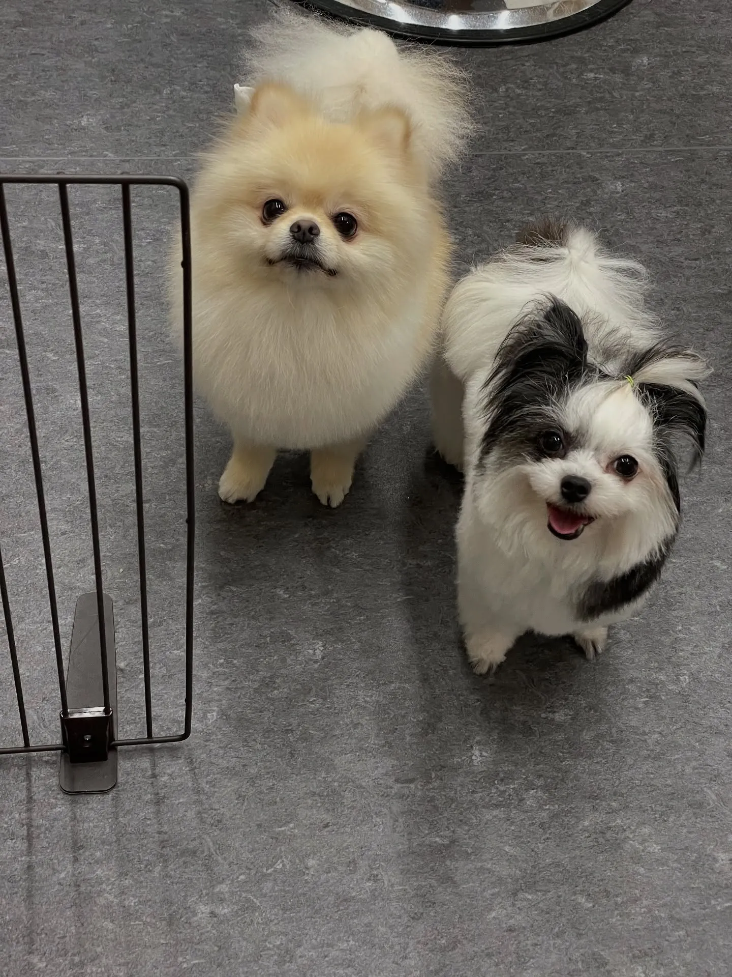 🐾✨特別な愛とケアで、ワンちゃんたちの毎日をもっと輝かせる💎...