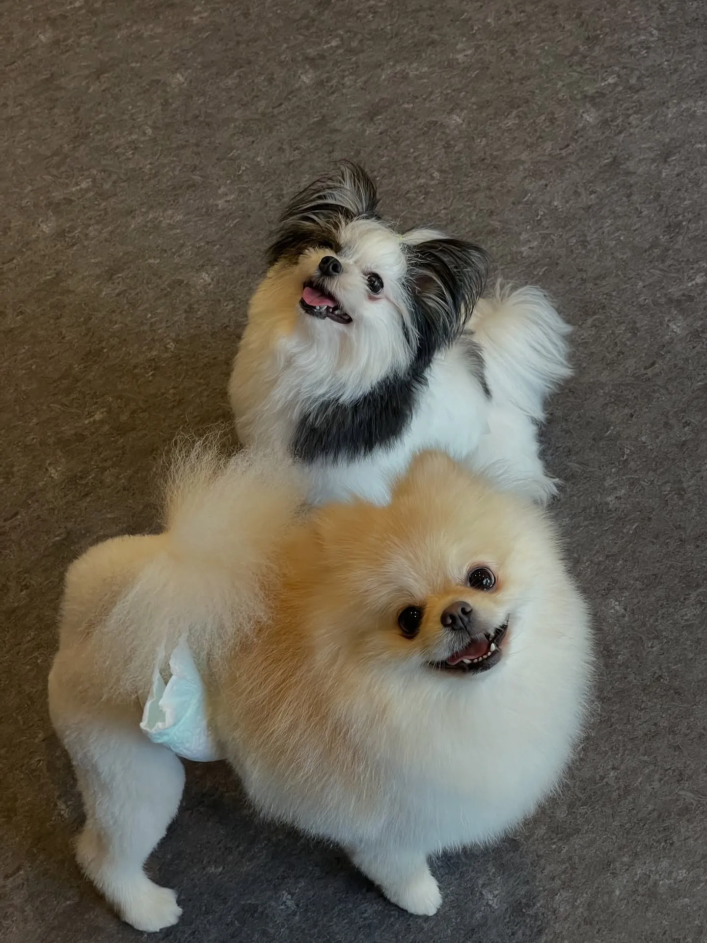 🐾✨特別な愛とケアで、ワンちゃんたちの毎日をもっと輝かせる💎...