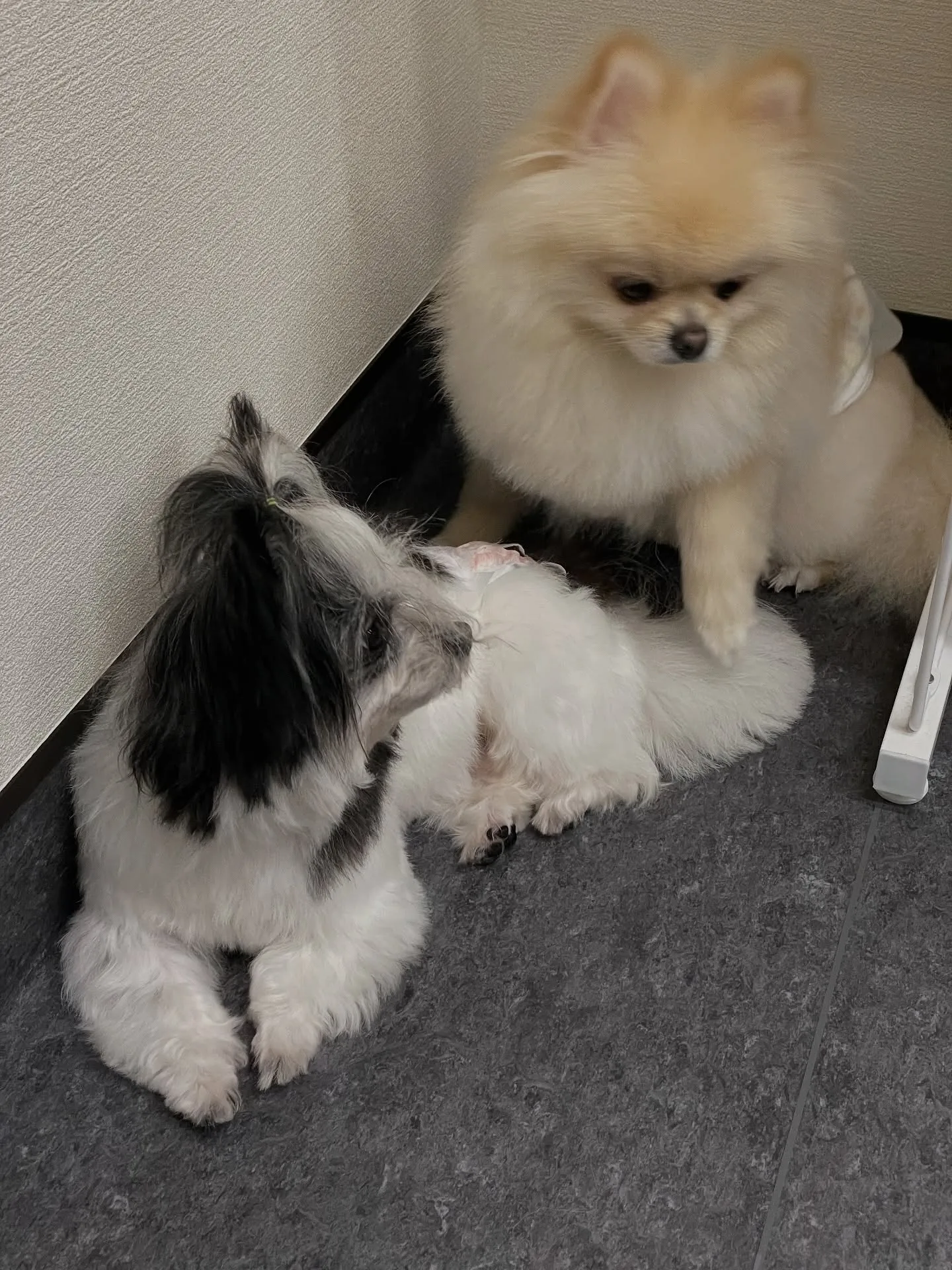 🐾✨特別な愛とケアで、ワンちゃんたちの毎日をもっと輝かせる💎...