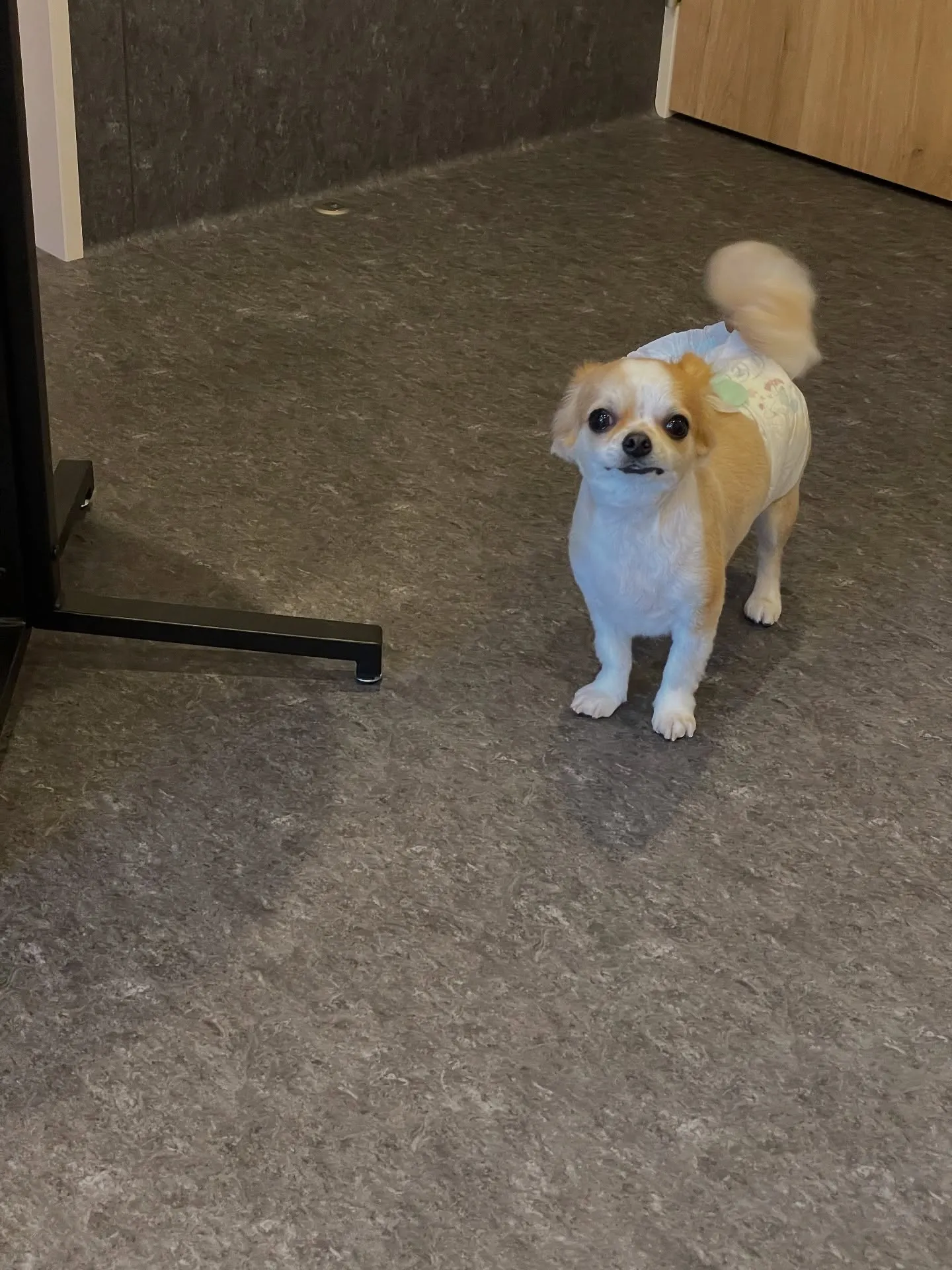 🐾✨特別な愛とケアで、ワンちゃんたちの毎日をもっと輝かせる💎...