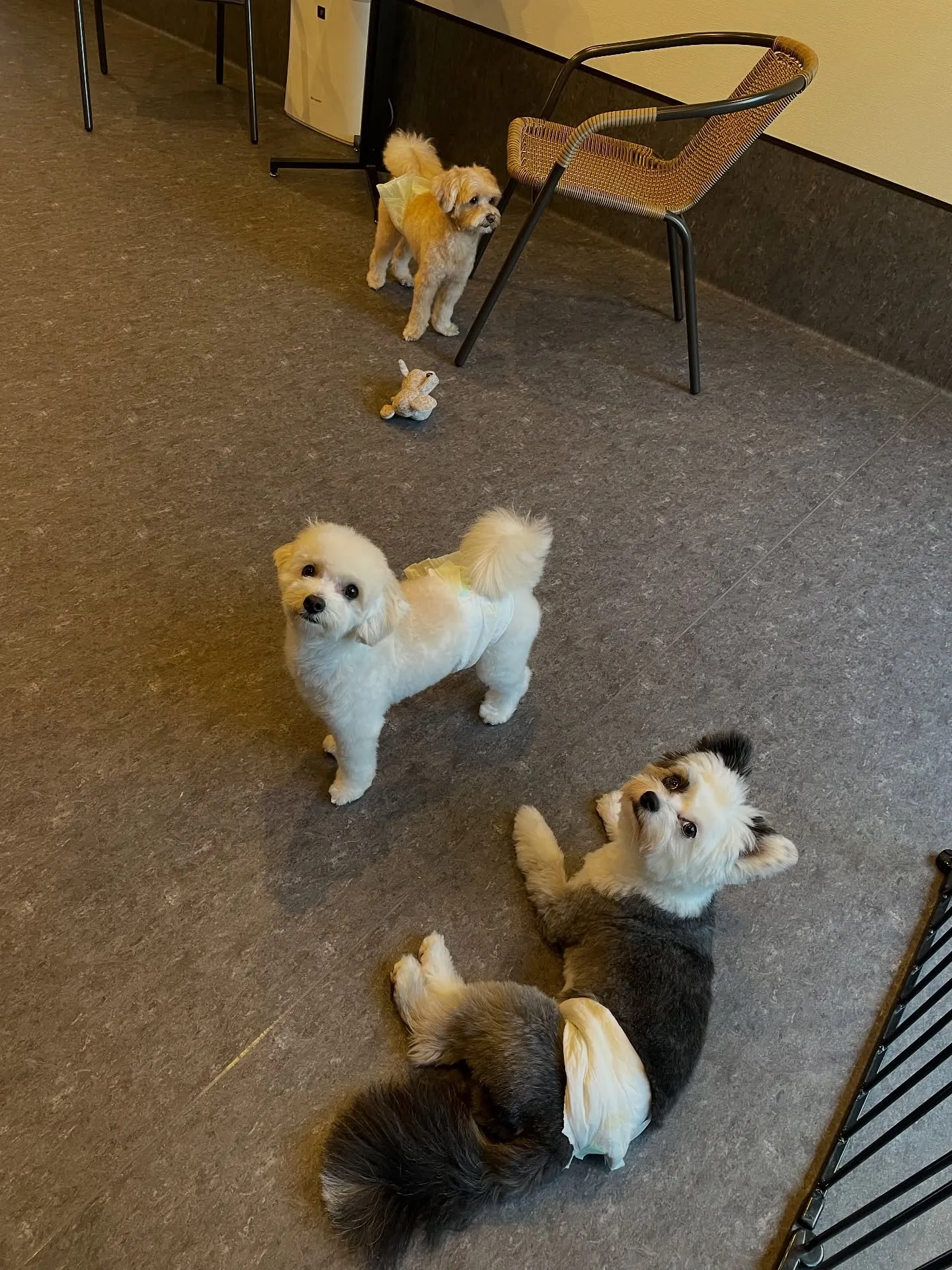 🐾✨福岡市東区のわんちゃんたちにとっての素晴らしい環境な整え...