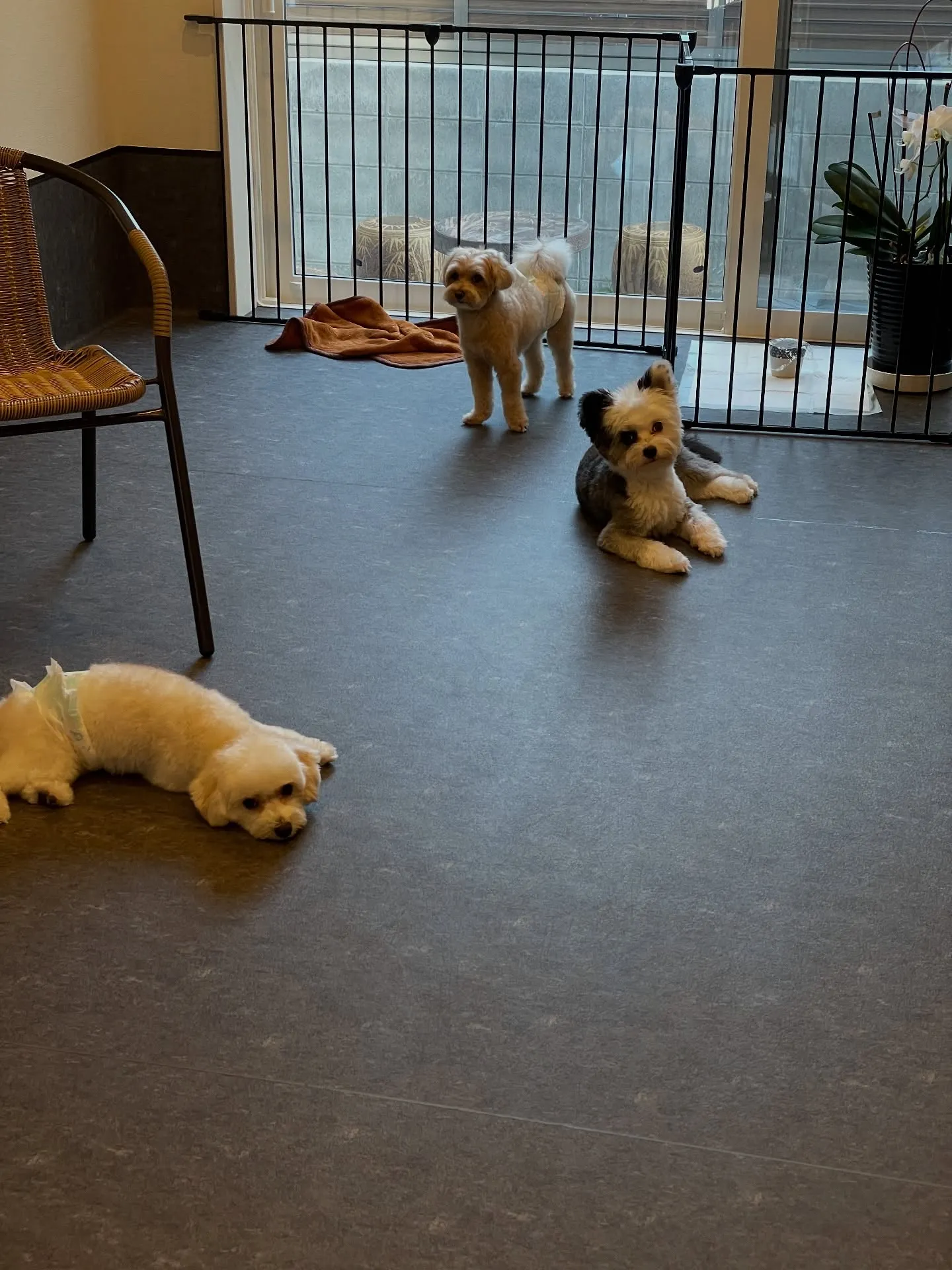 🐾✨福岡市東区のわんちゃんたちにとっての素晴らしい環境な整え...