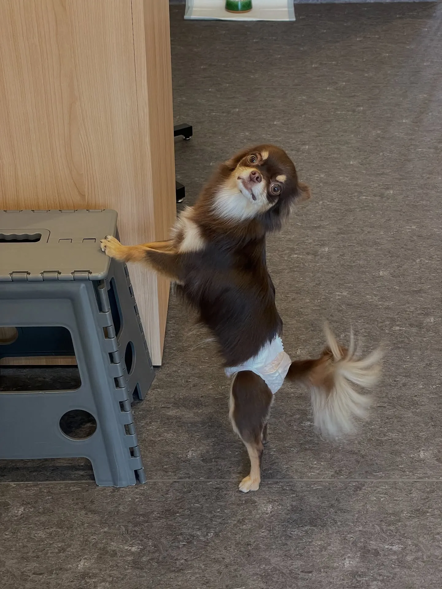 ✨🐾 ようこそ、プライベートで特別なトリミングの世界へ。