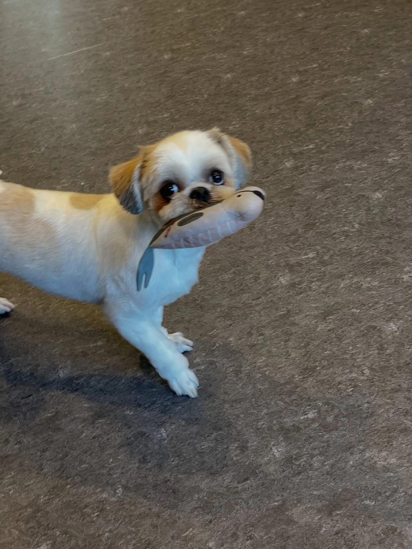 ✨🐾 ようこそ、プライベートで特別なトリミングの世界へ。