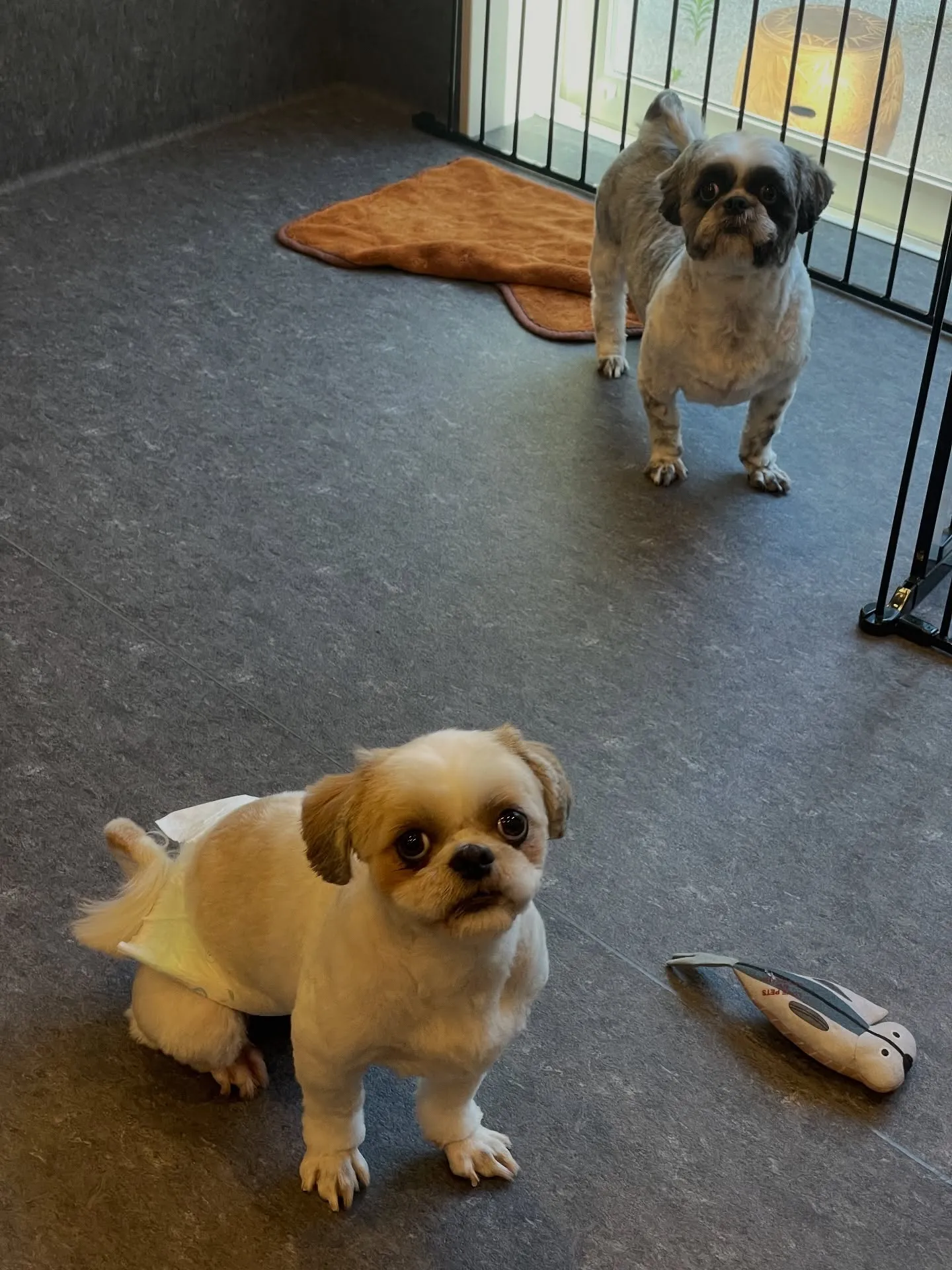 ✨🐾 ようこそ、プライベートで特別なトリミングの世界へ。