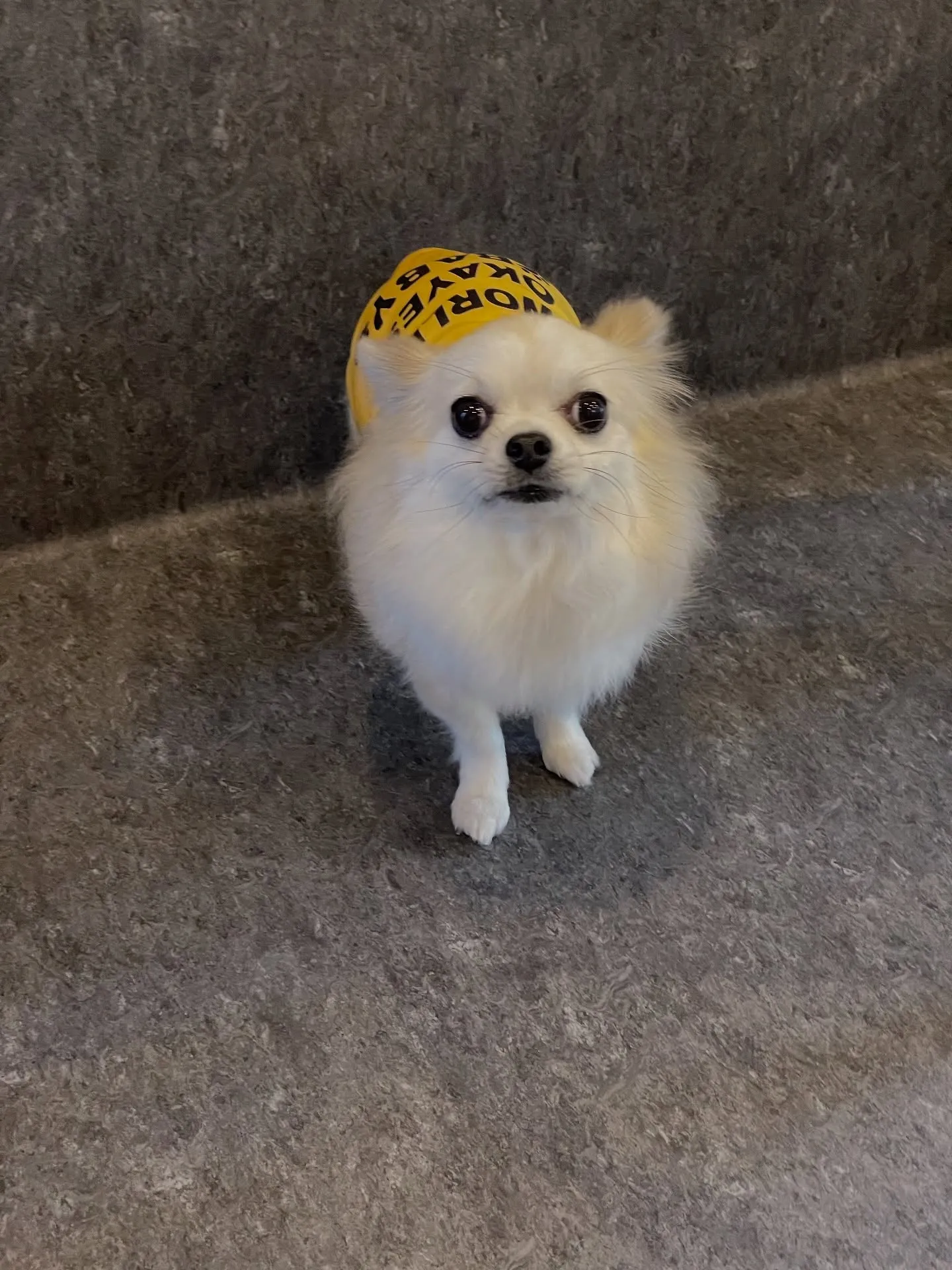 ✨🐾 ようこそ、プライベートで特別なトリミングの世界へ。