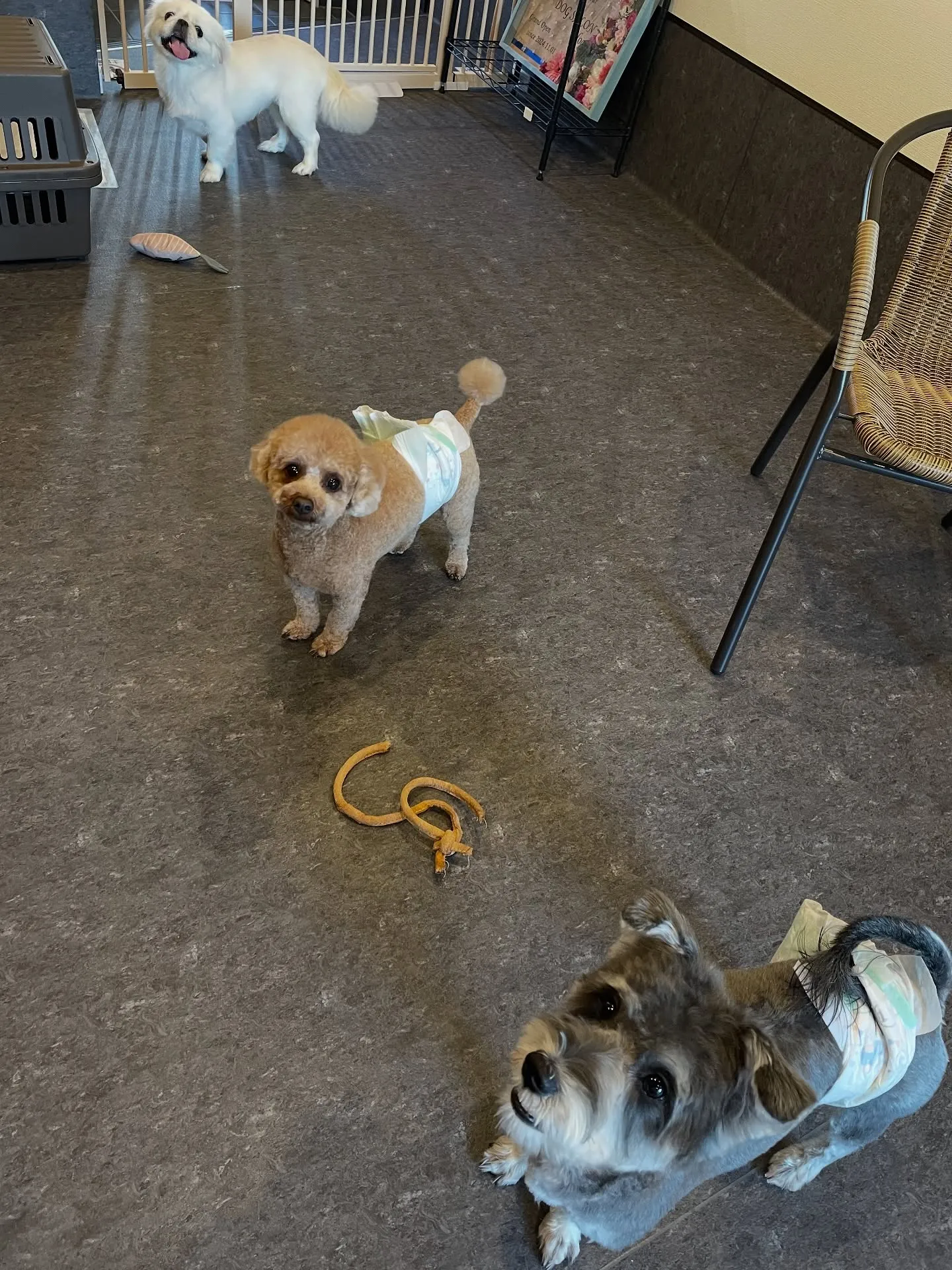 ✨🐶Udogトリミングサロンへようこそ！🐾✨福岡市東区で、質...