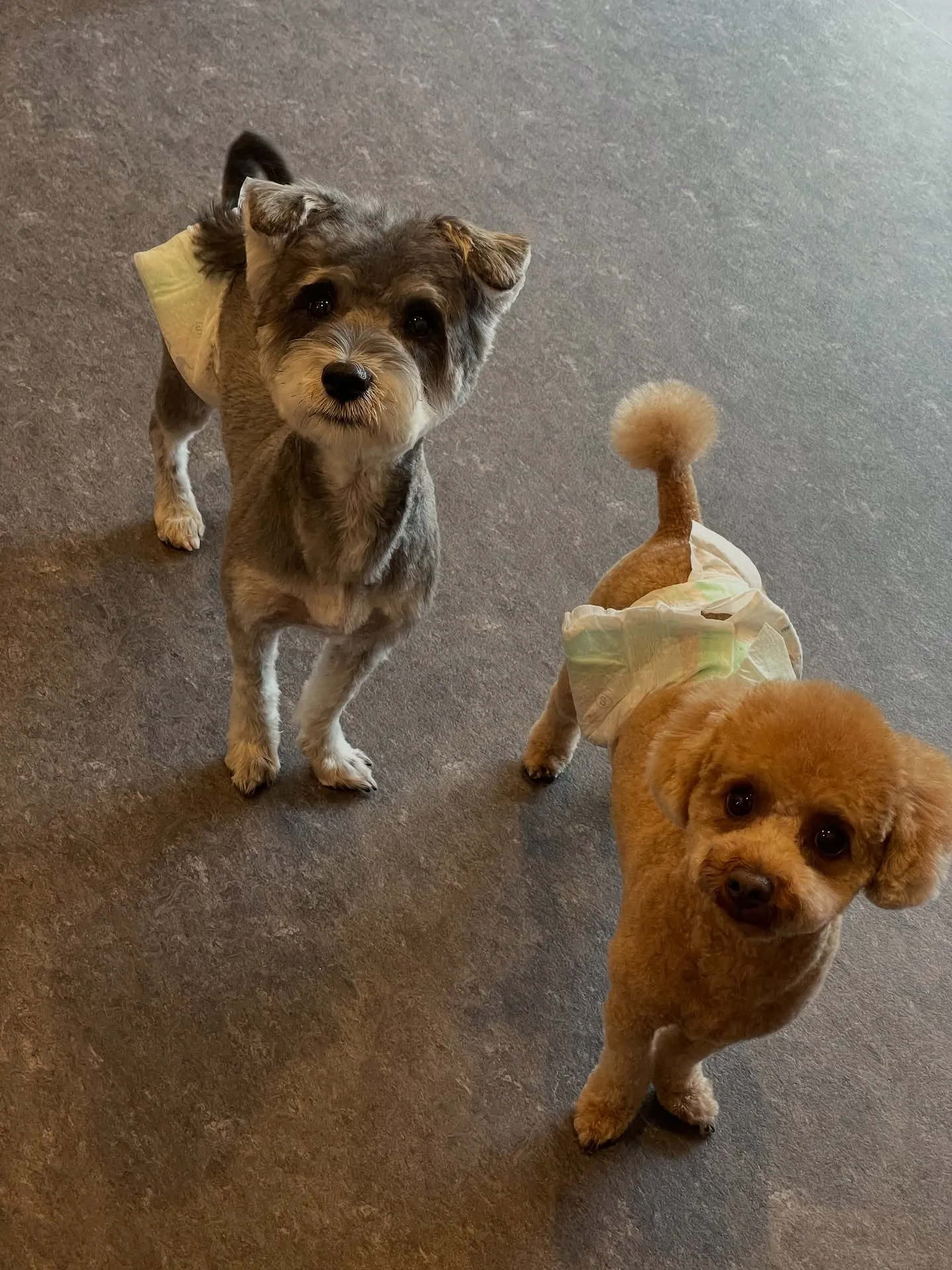 ✨🐶Udogトリミングサロンへようこそ！🐾✨福岡市東区で、質...