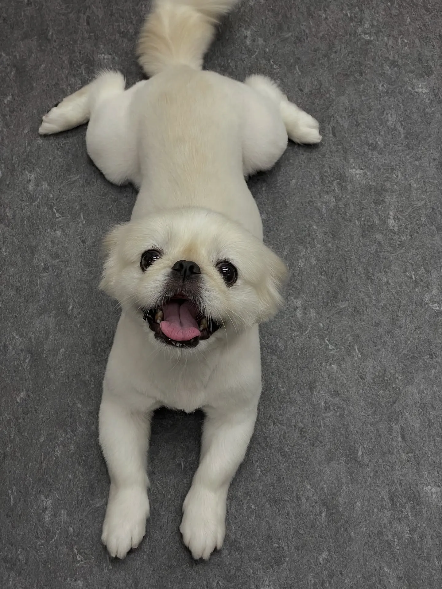 🐾✨皆様の大切なワンちゃんをもっと可愛く、もっと特別に！🐶💖...