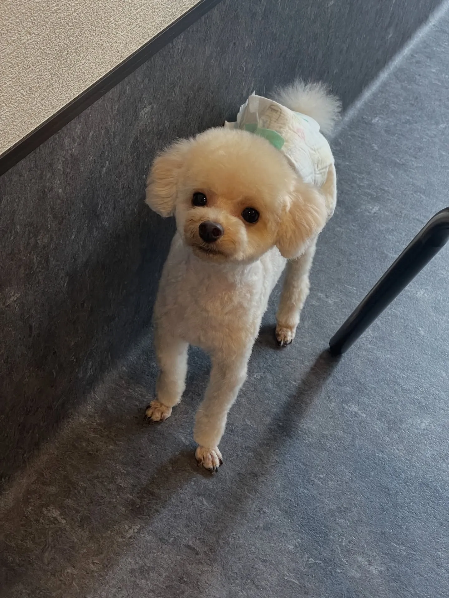 🌟愛犬との特別な時間を過ごす場所、見つけましたか？🌟福岡市東...