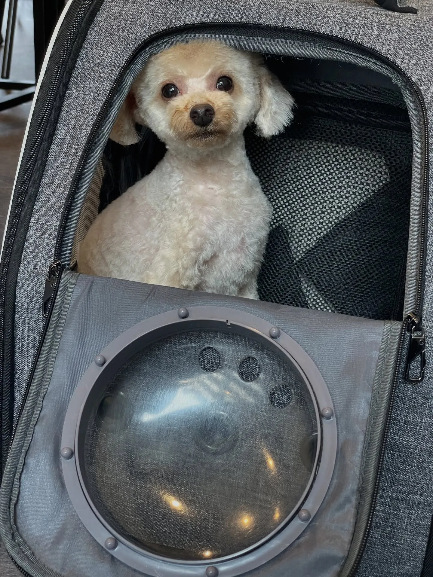 🌟愛犬との特別な時間を過ごす場所、見つけましたか？🌟福岡市東...