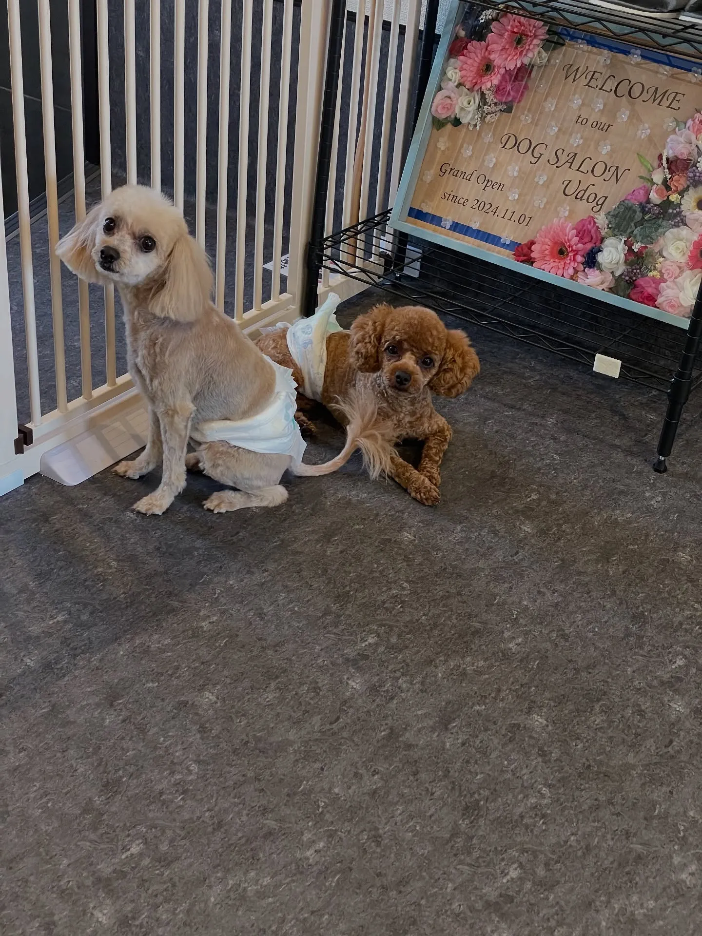 🐾✨ トリミングサロン「Udog」！福岡市東区に位置し、主に...