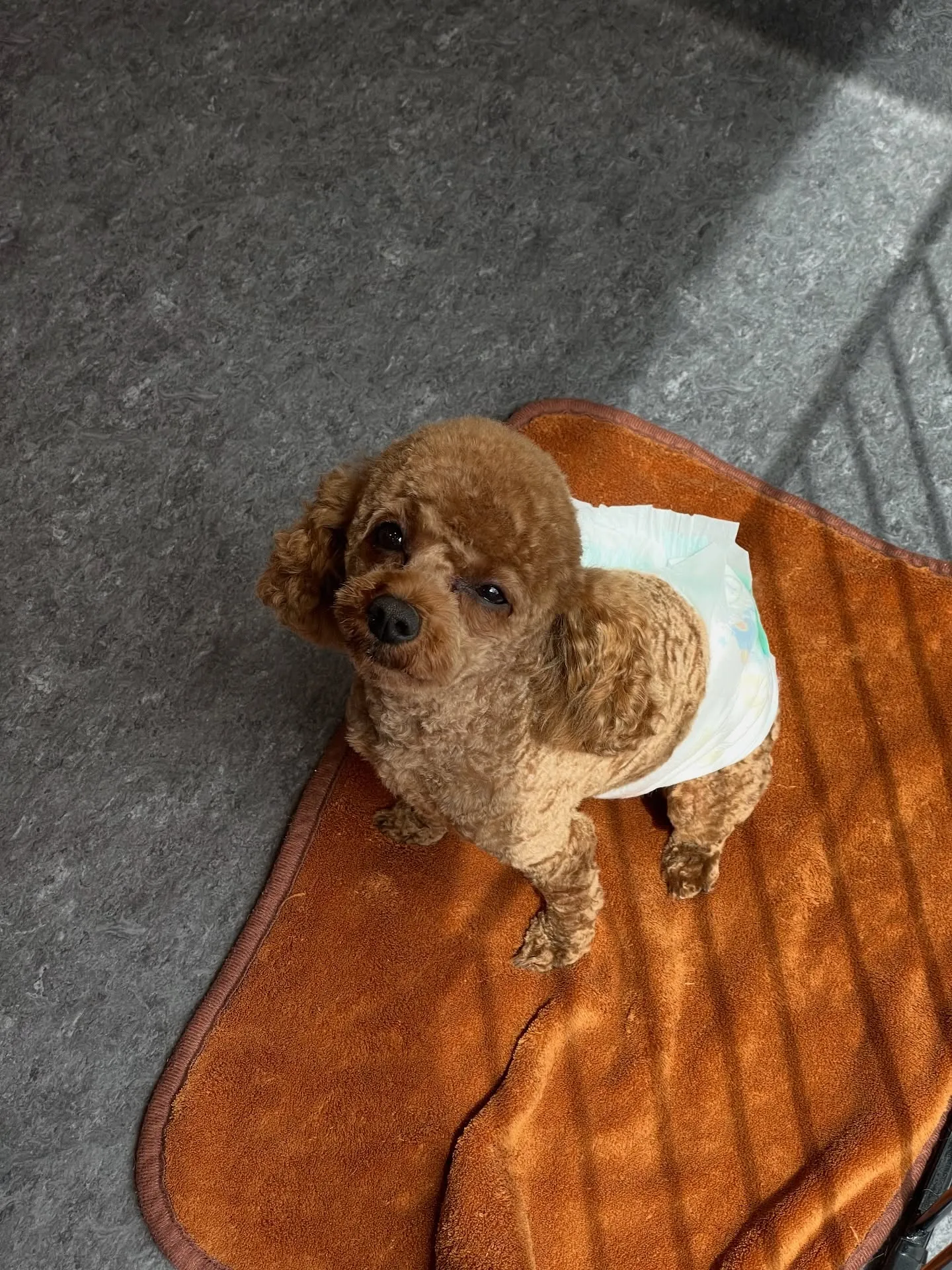 🐾✨ トリミングサロン「Udog」！福岡市東区に位置し、主に...