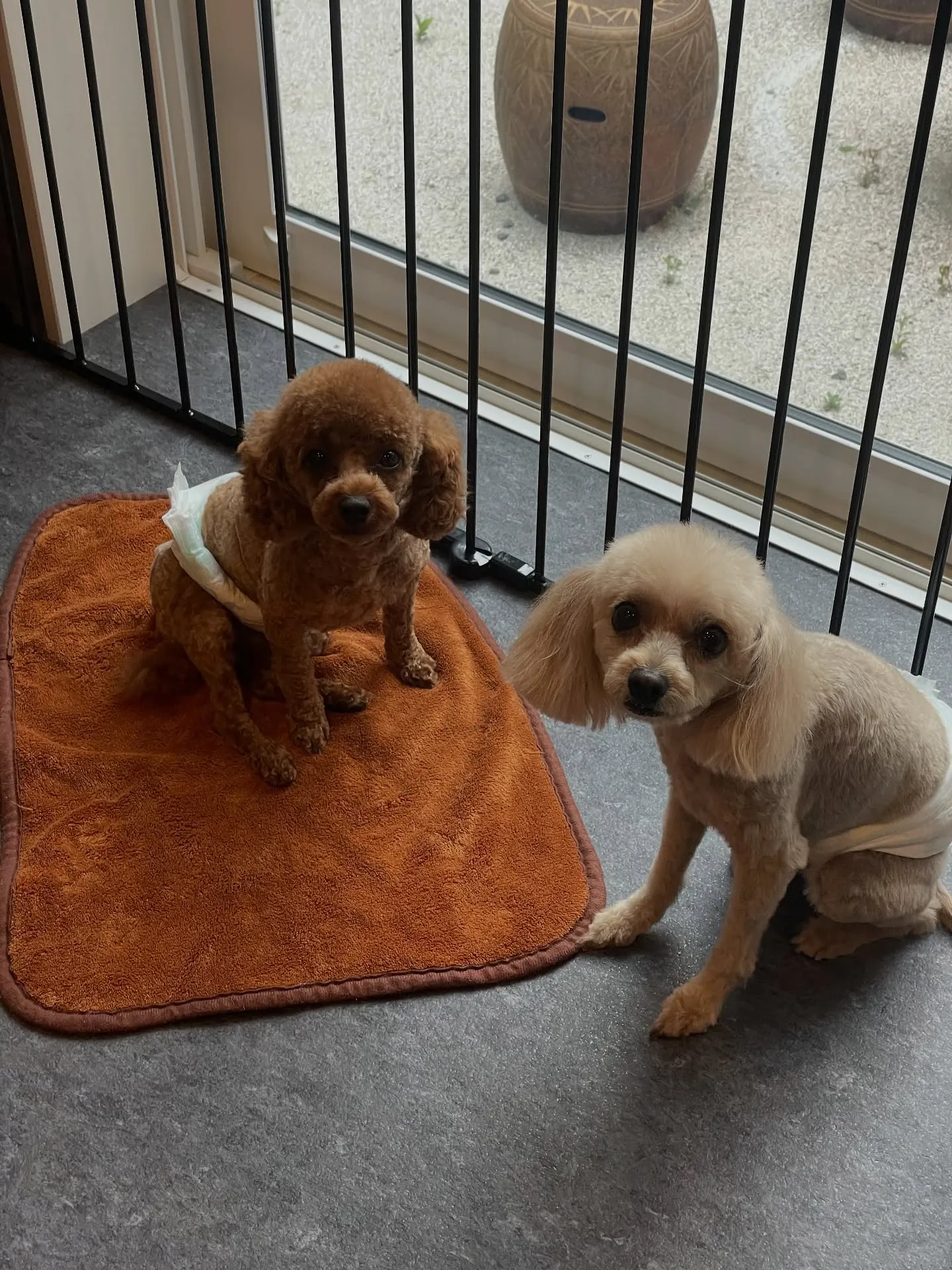 🐾✨ トリミングサロン「Udog」！福岡市東区に位置し、主に...