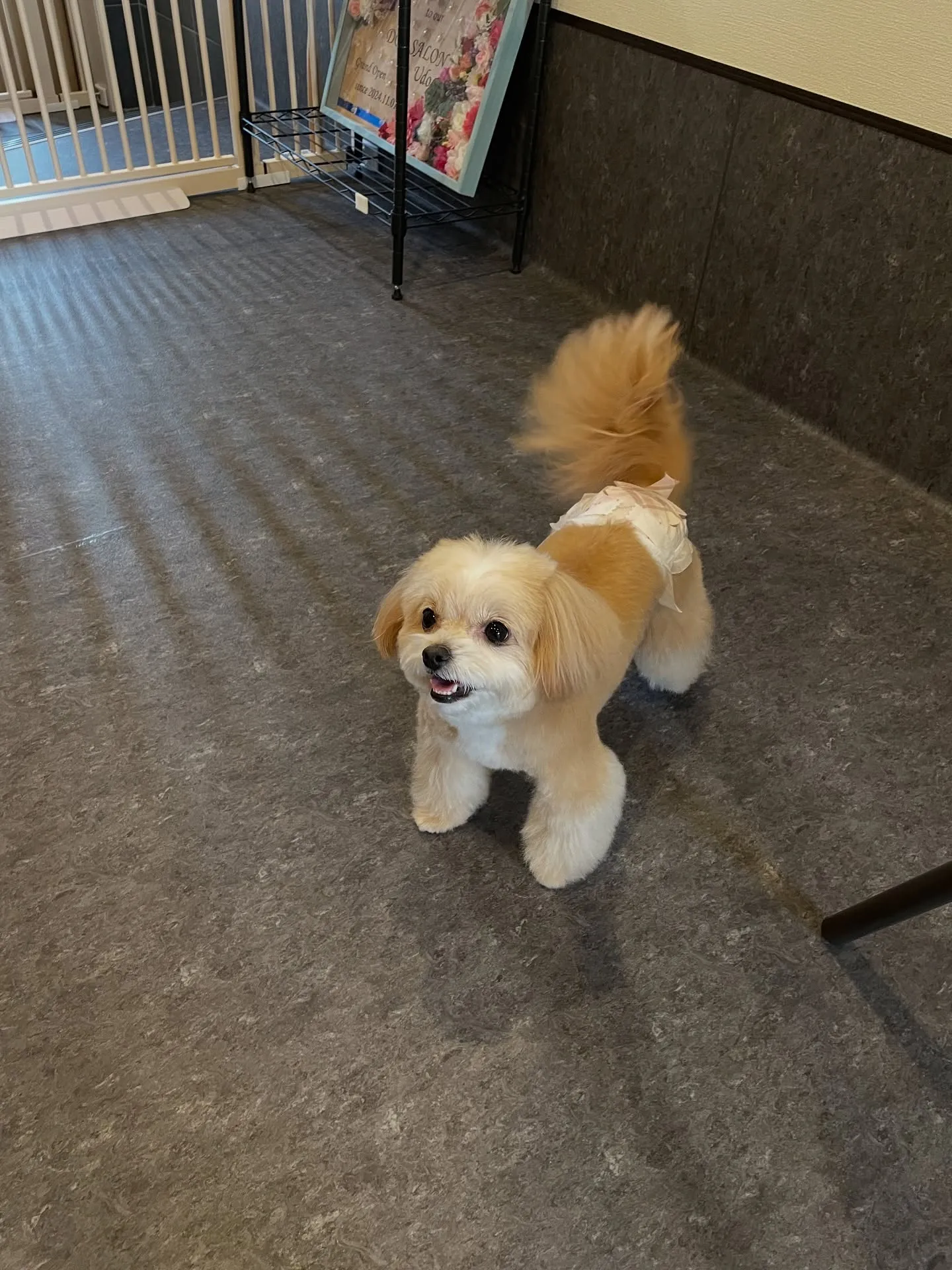 こんにちは、犬好きの皆様！🐾✨福岡市東区にあるラグジュアリー...