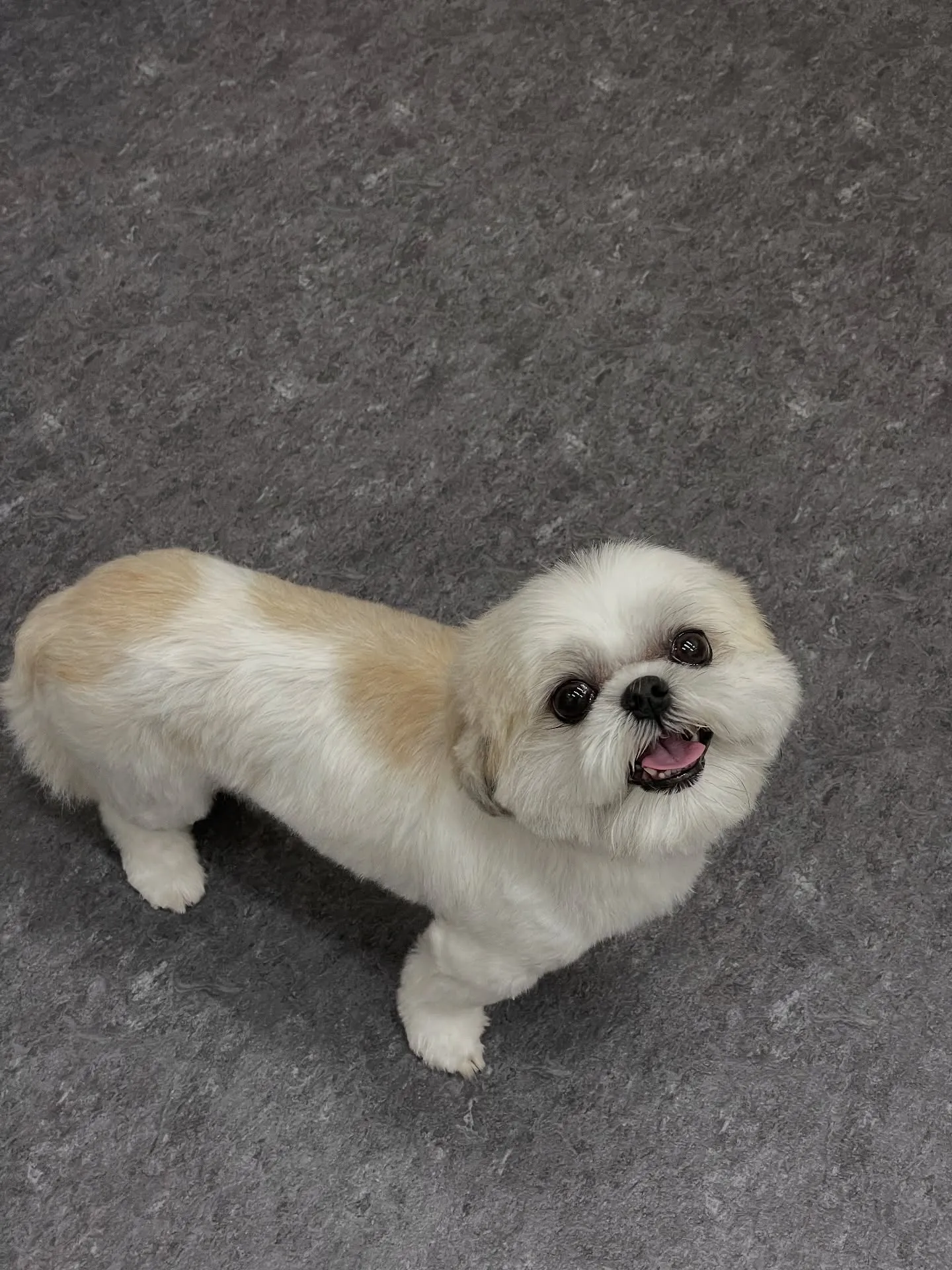 こんにちは、犬好きの皆様！🐾✨福岡市東区にあるラグジュアリー...