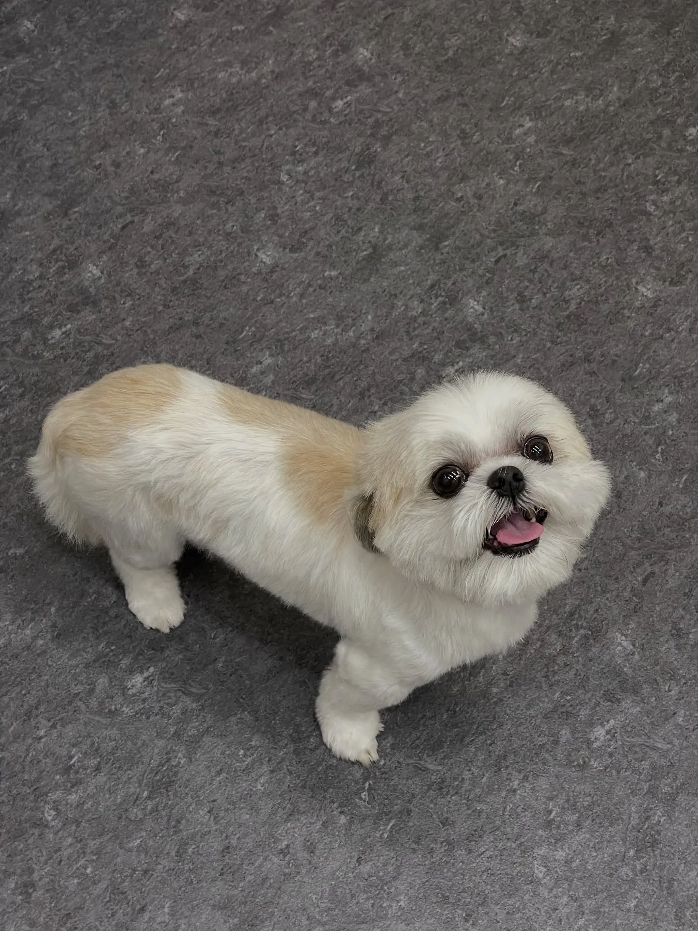 こんにちは、犬好きの皆様！🐾✨福岡市東区にあるラグジュアリー...