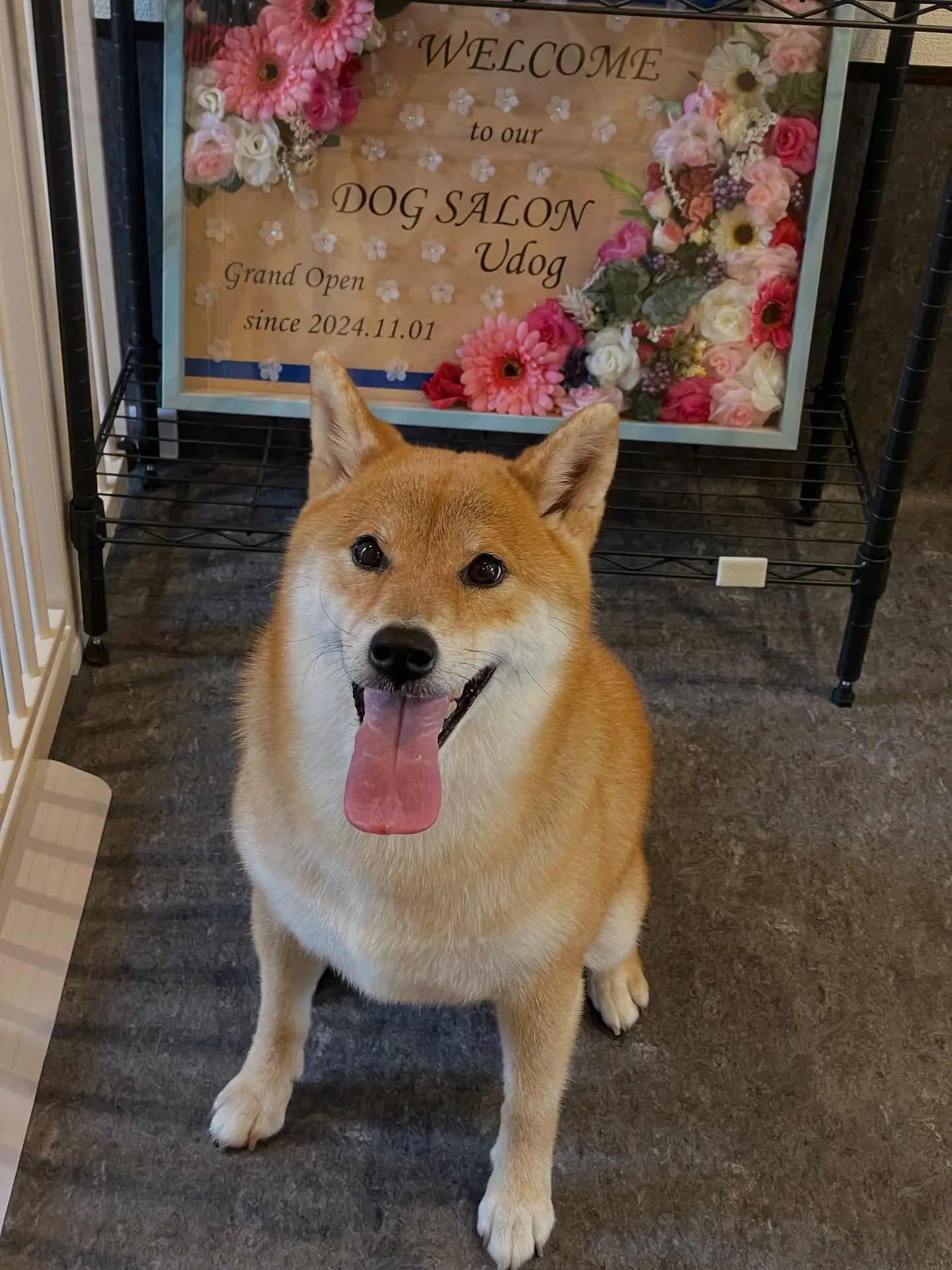 こんにちは、犬好きの皆様！🐾✨福岡市東区にあるラグジュアリー...