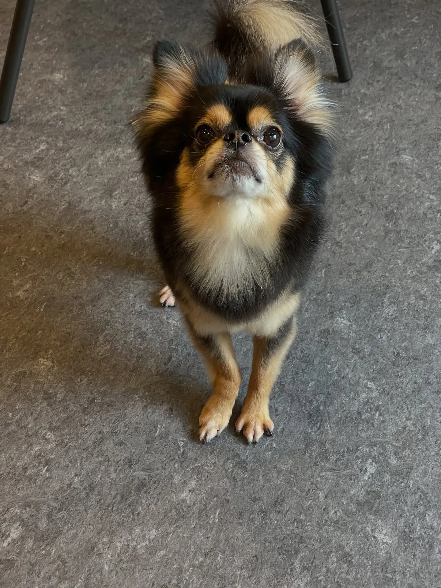 🐾✨福岡市最大規模のトリミング施設「Udog」へようこそ！✨...