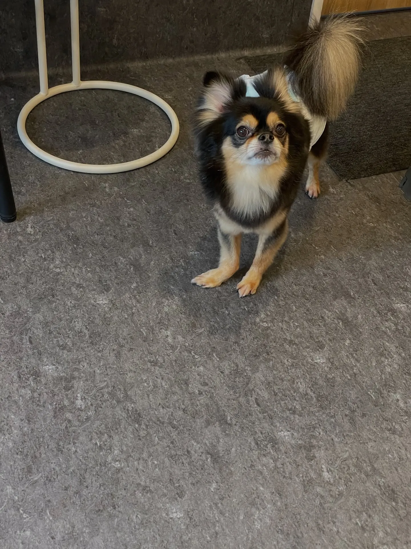 🐾✨福岡市最大規模のトリミング施設「Udog」へようこそ！✨...