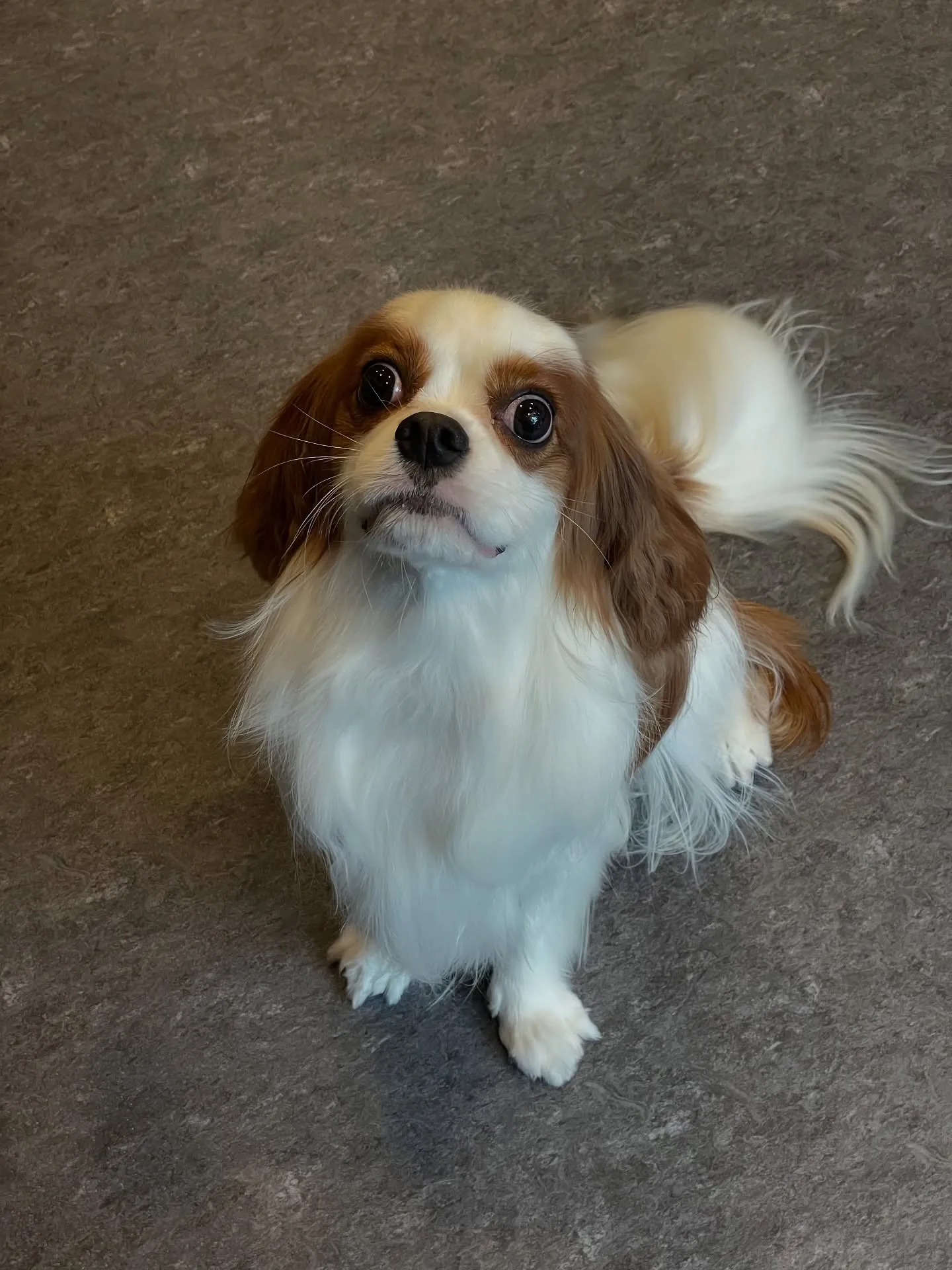 🐾✨福岡市最大規模のトリミング施設「Udog」へようこそ！✨...