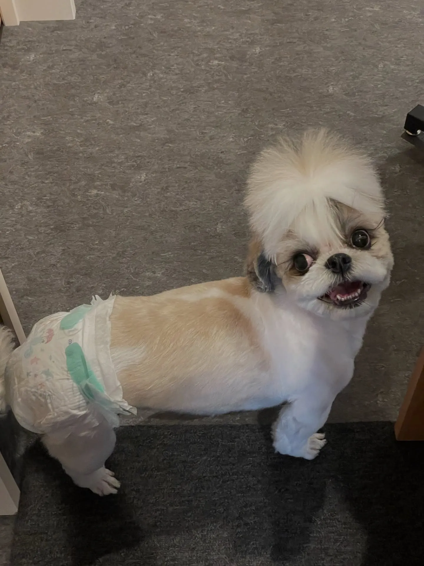 🐾✨福岡市最大規模のトリミング施設「Udog」へようこそ！✨...