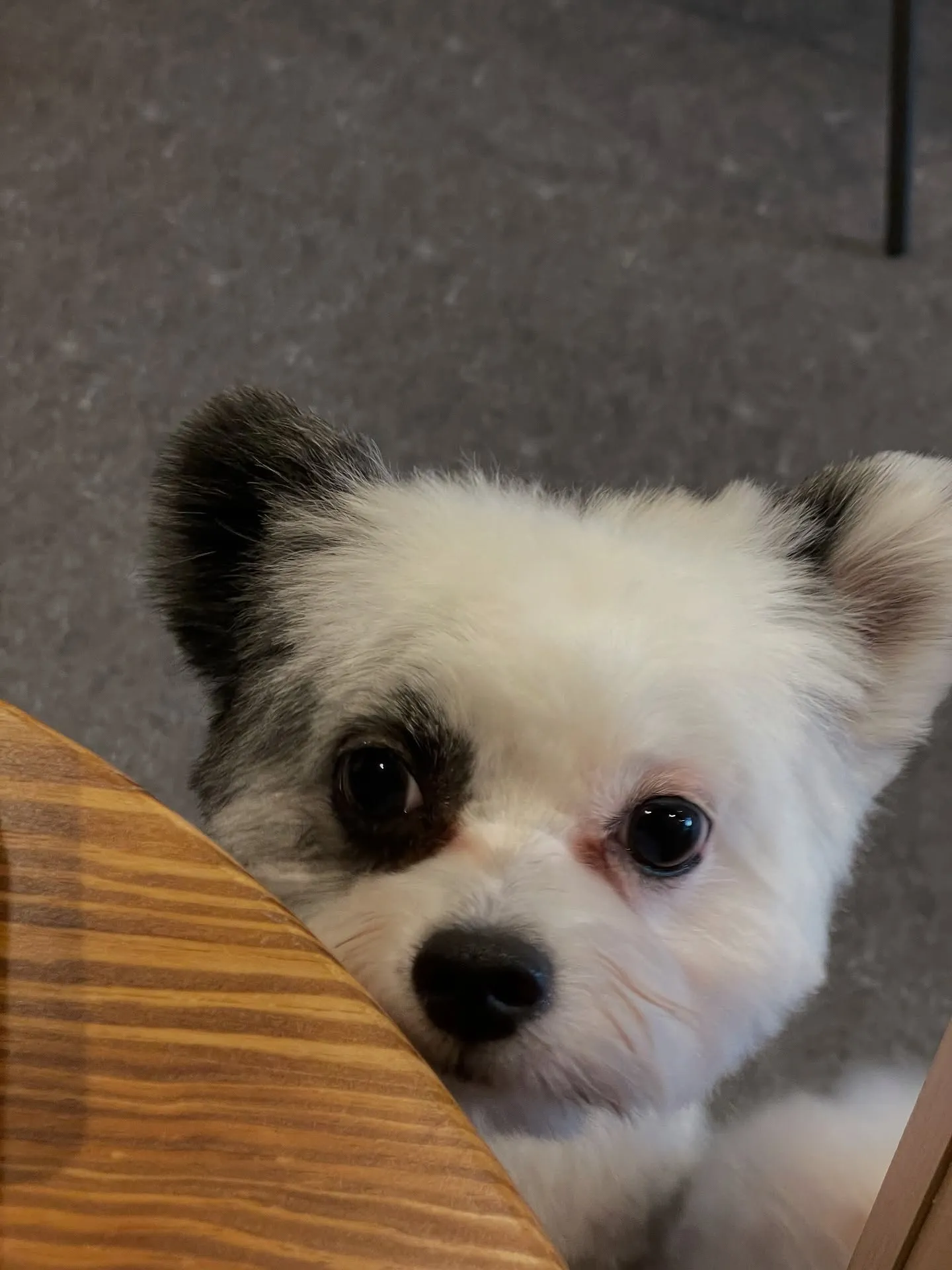 こんにちは🌟✨トリミング愛好者の皆様！福岡市東区に位置する「...