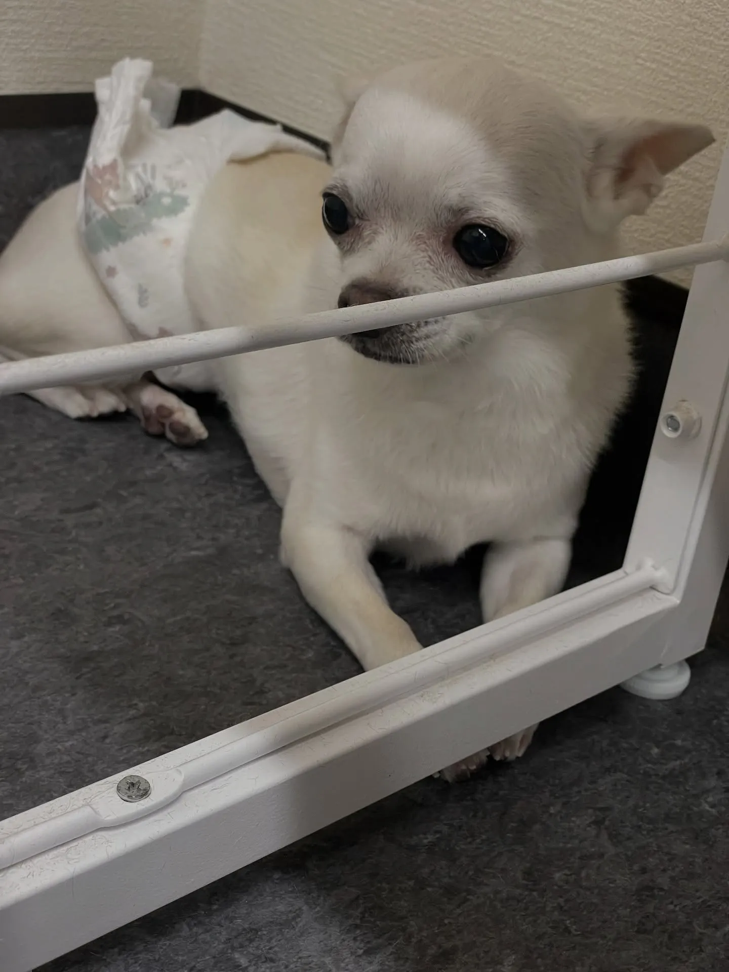 こんにちは🌟✨トリミング愛好者の皆様！福岡市東区に位置する「...