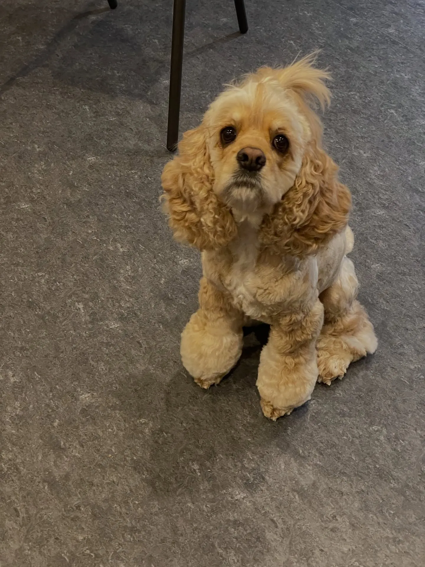 こんにちは、福岡市東区にあるトリミング専門店Udogです🐾✨...