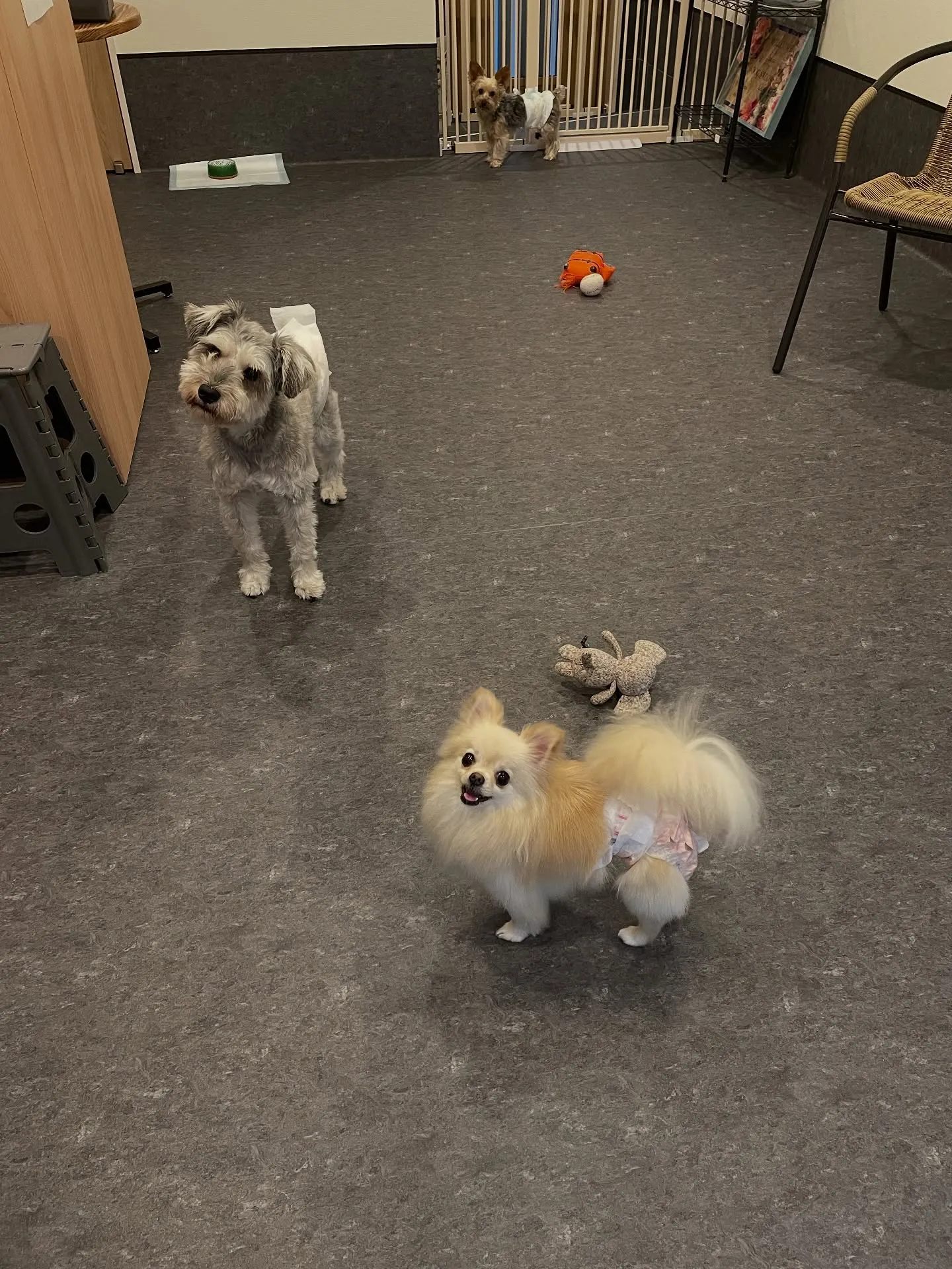 🌟こんにちは！ペットの美容室🐶🐱、福岡市東区にあるトリミング...