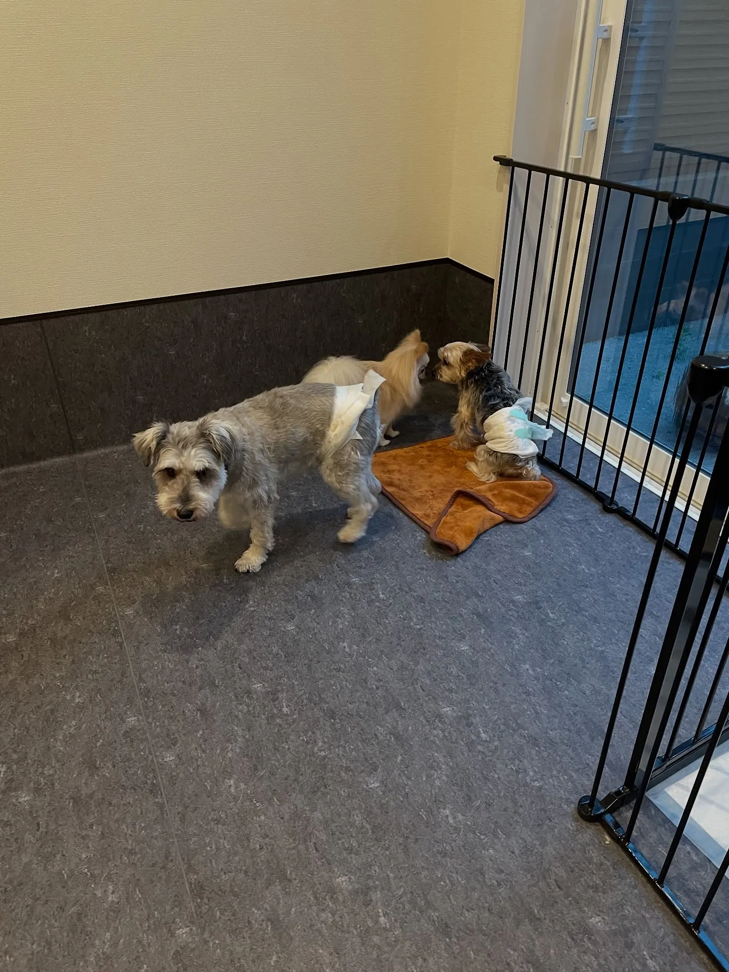 🌟こんにちは！ペットの美容室🐶🐱、福岡市東区にあるトリミング...