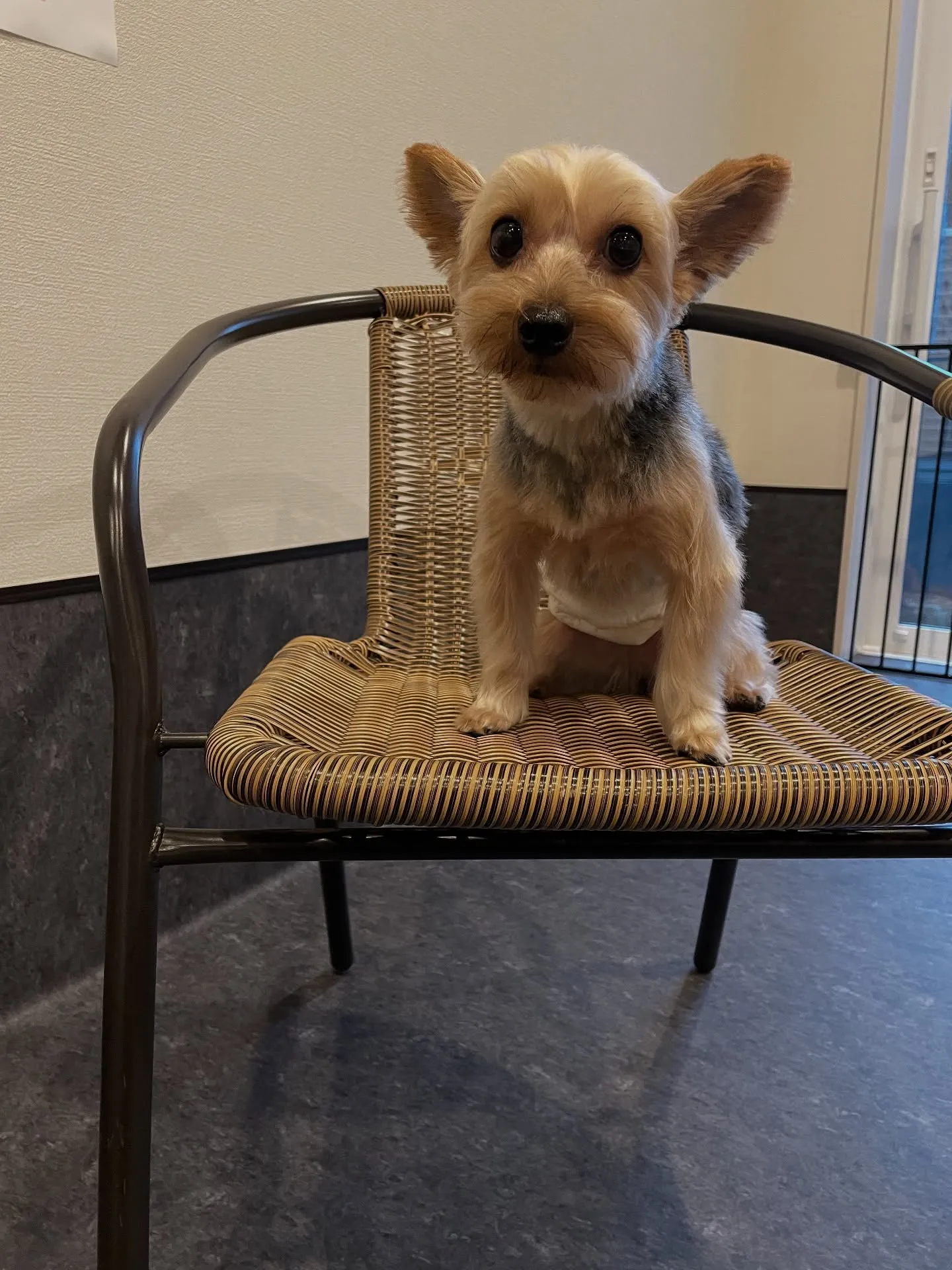 🌟こんにちは！ペットの美容室🐶🐱、福岡市東区にあるトリミング...