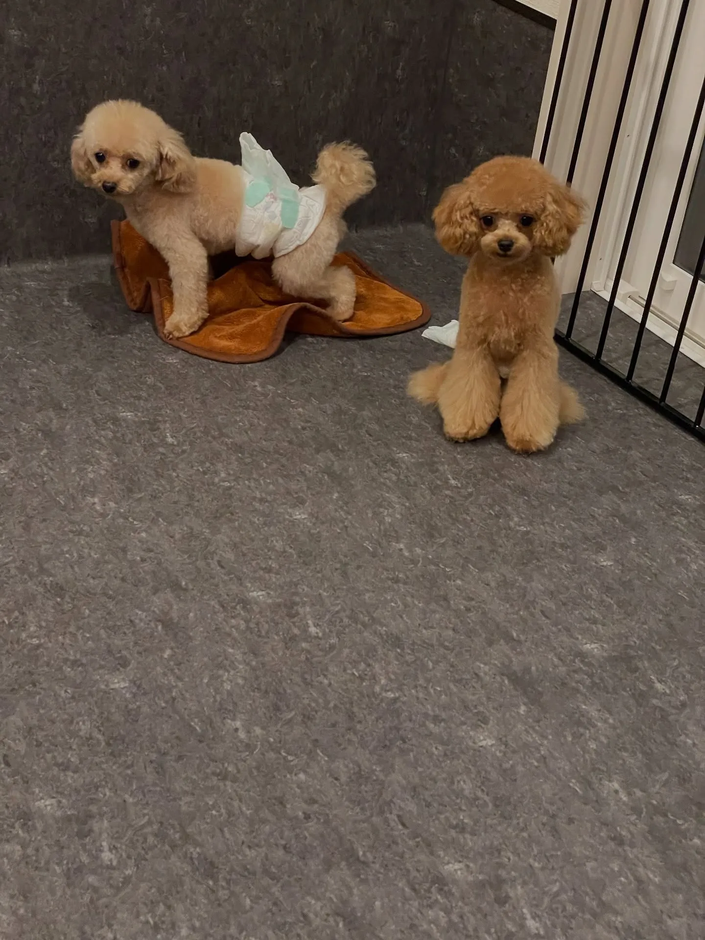 ✨こんにちは、愛犬家の皆さま！✨福岡市東区にあるトリミング専...