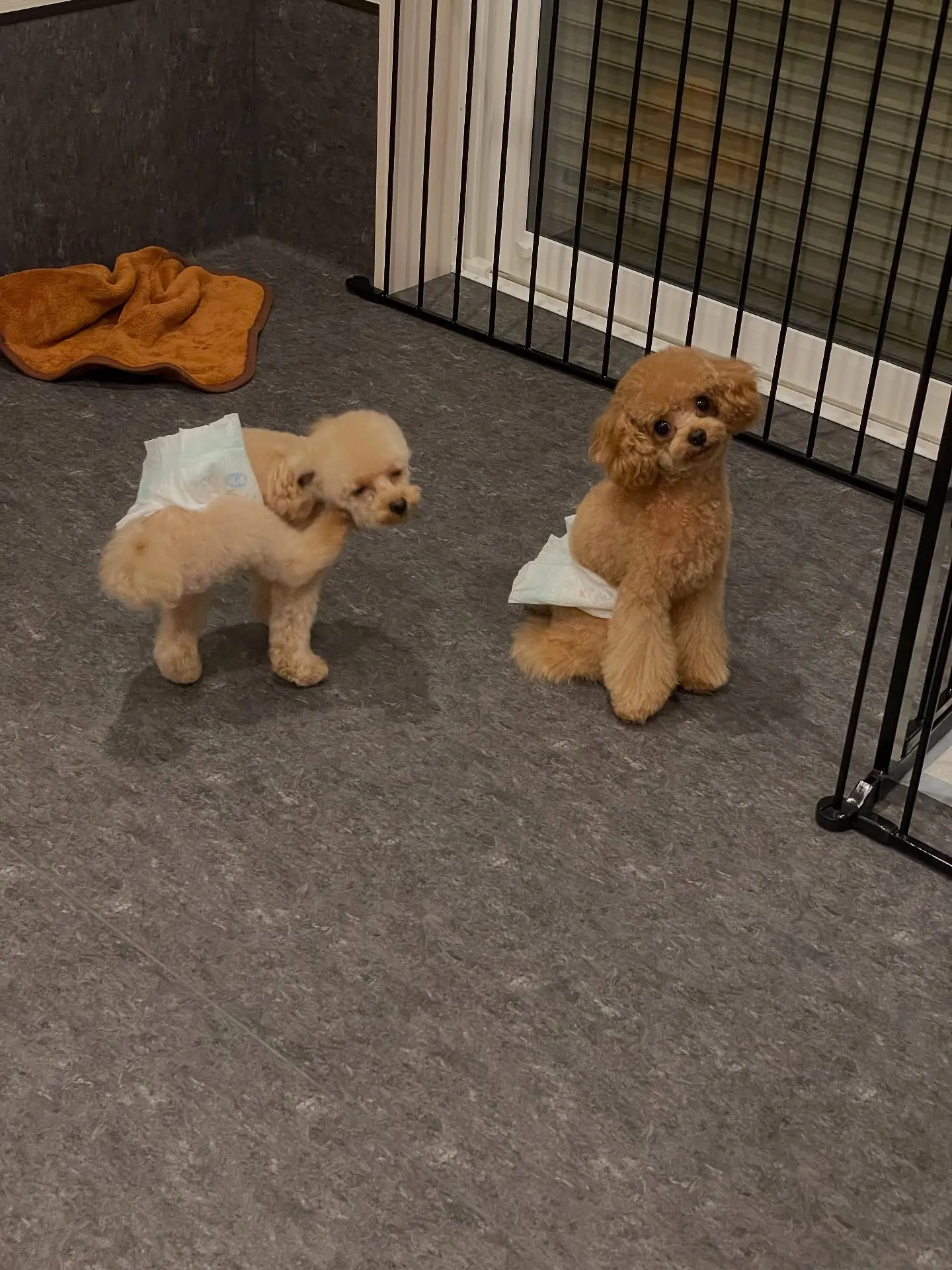 ✨こんにちは、愛犬家の皆さま！✨福岡市東区にあるトリミング専...