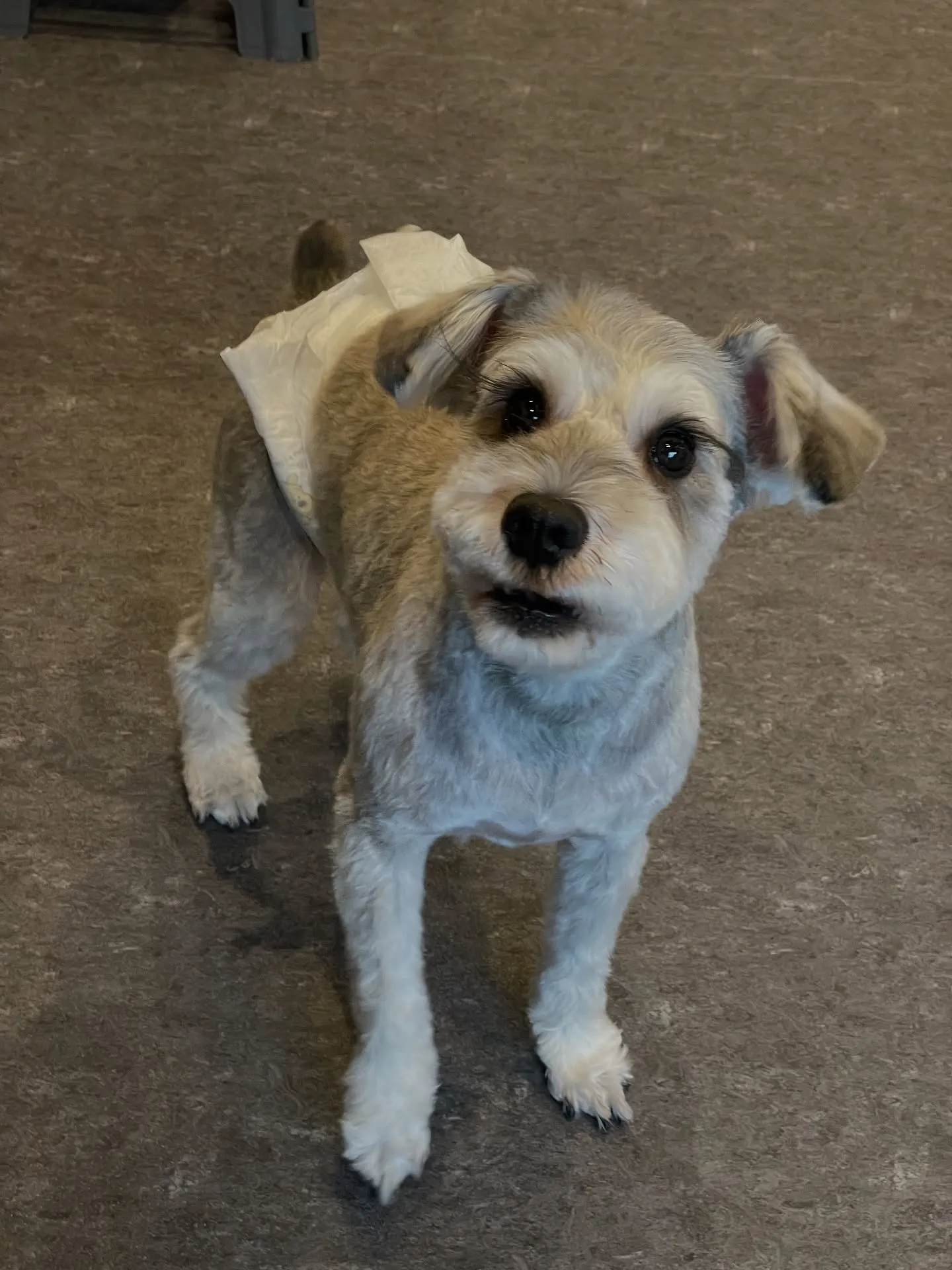 福岡市東区に位置するトリミングサロン『Udog』🐶✨私たちは...