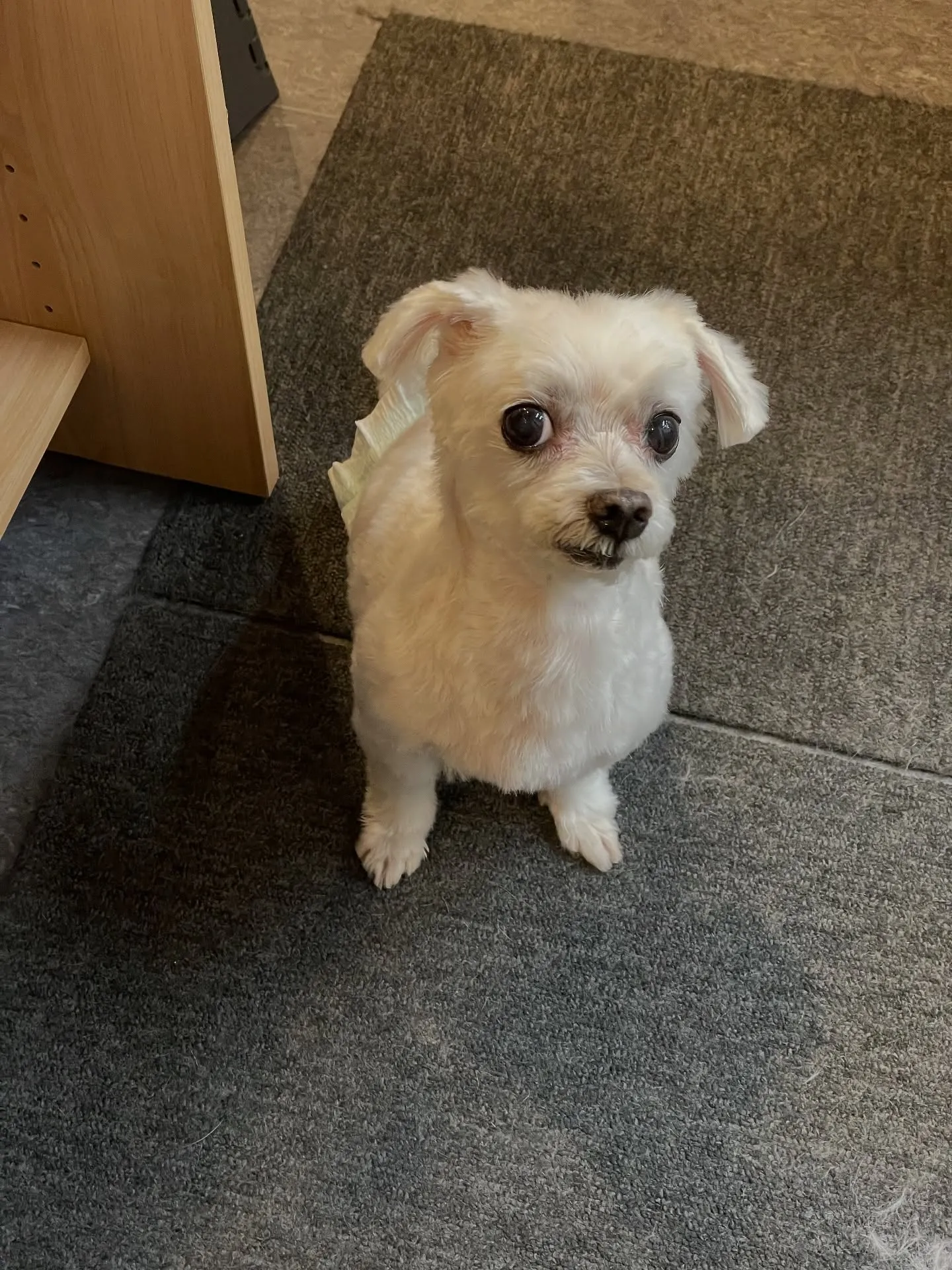 福岡市東区に位置するトリミングサロン『Udog』🐶✨私たちは...