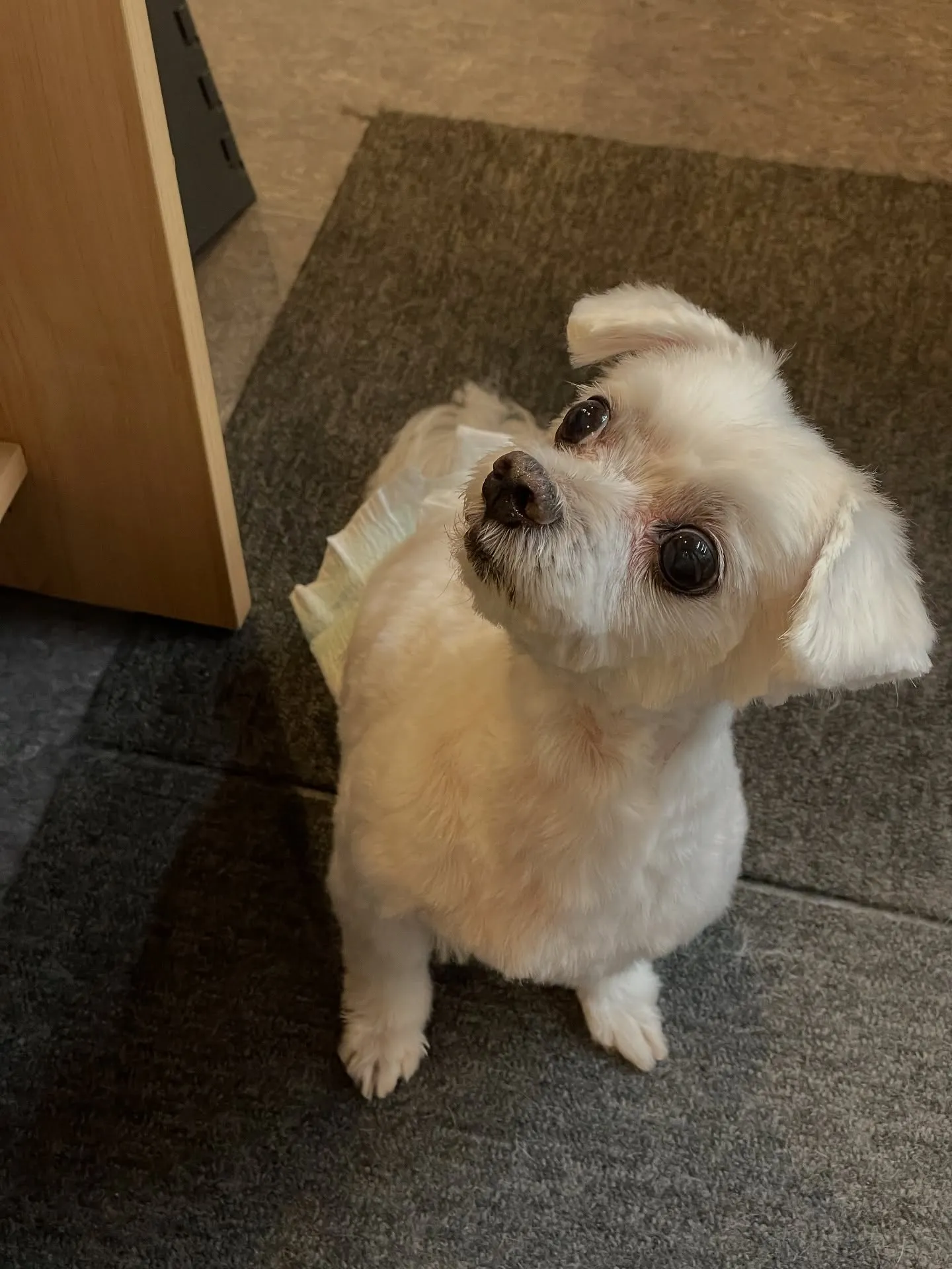 福岡市東区に位置するトリミングサロン『Udog』🐶✨私たちは...