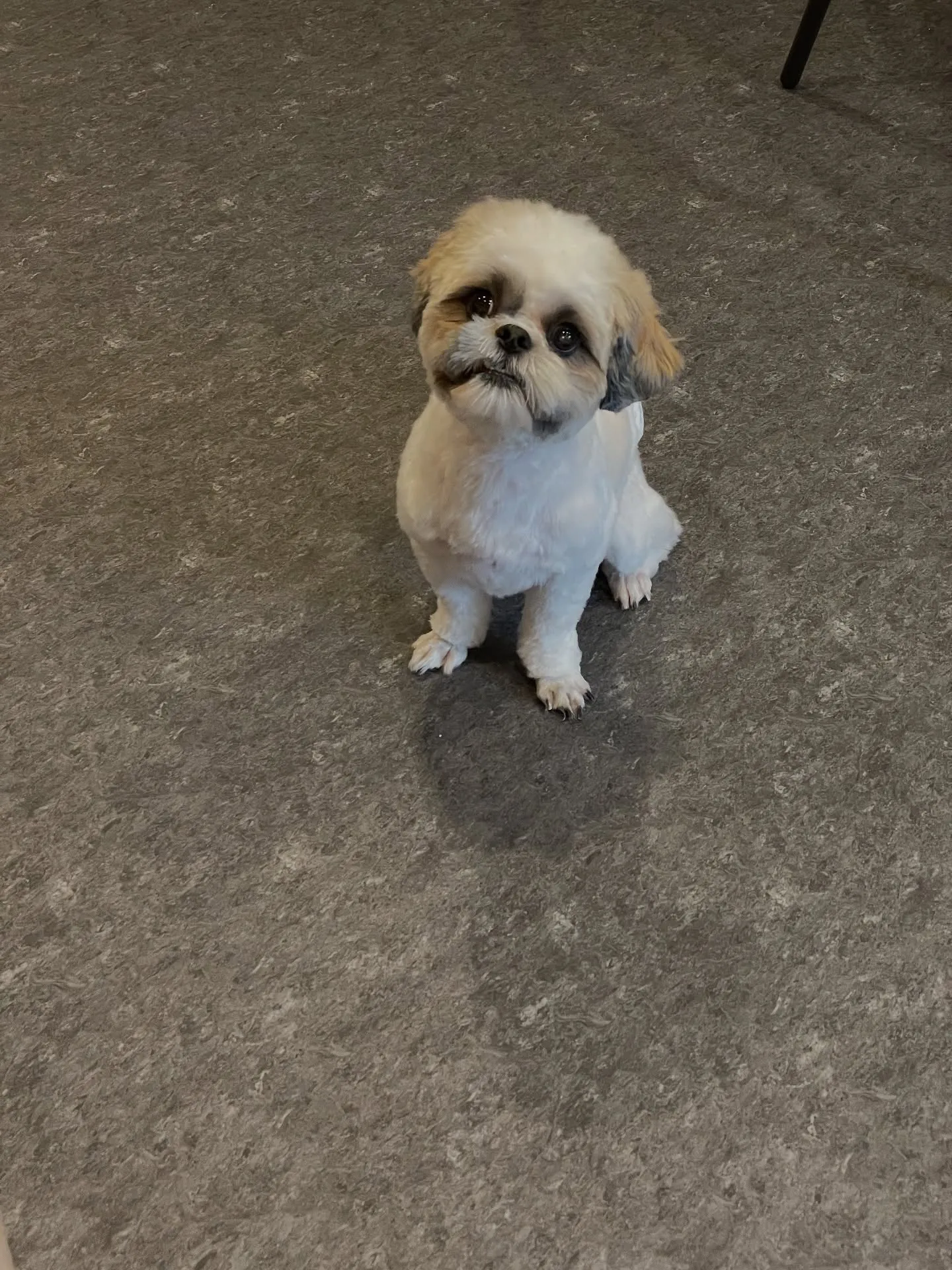 福岡市東区に位置するトリミングサロン『Udog』🐶✨私たちは...